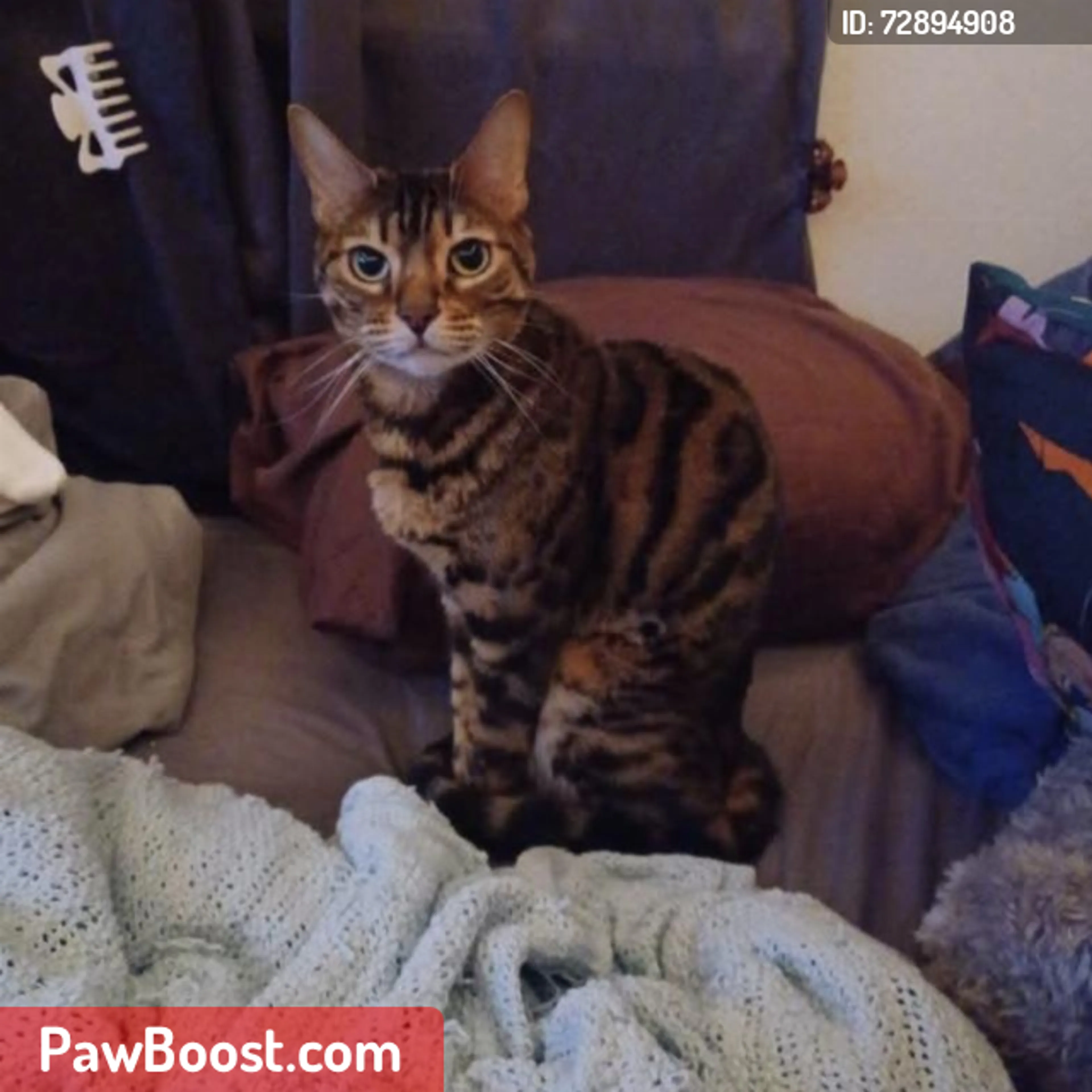 Lost pet