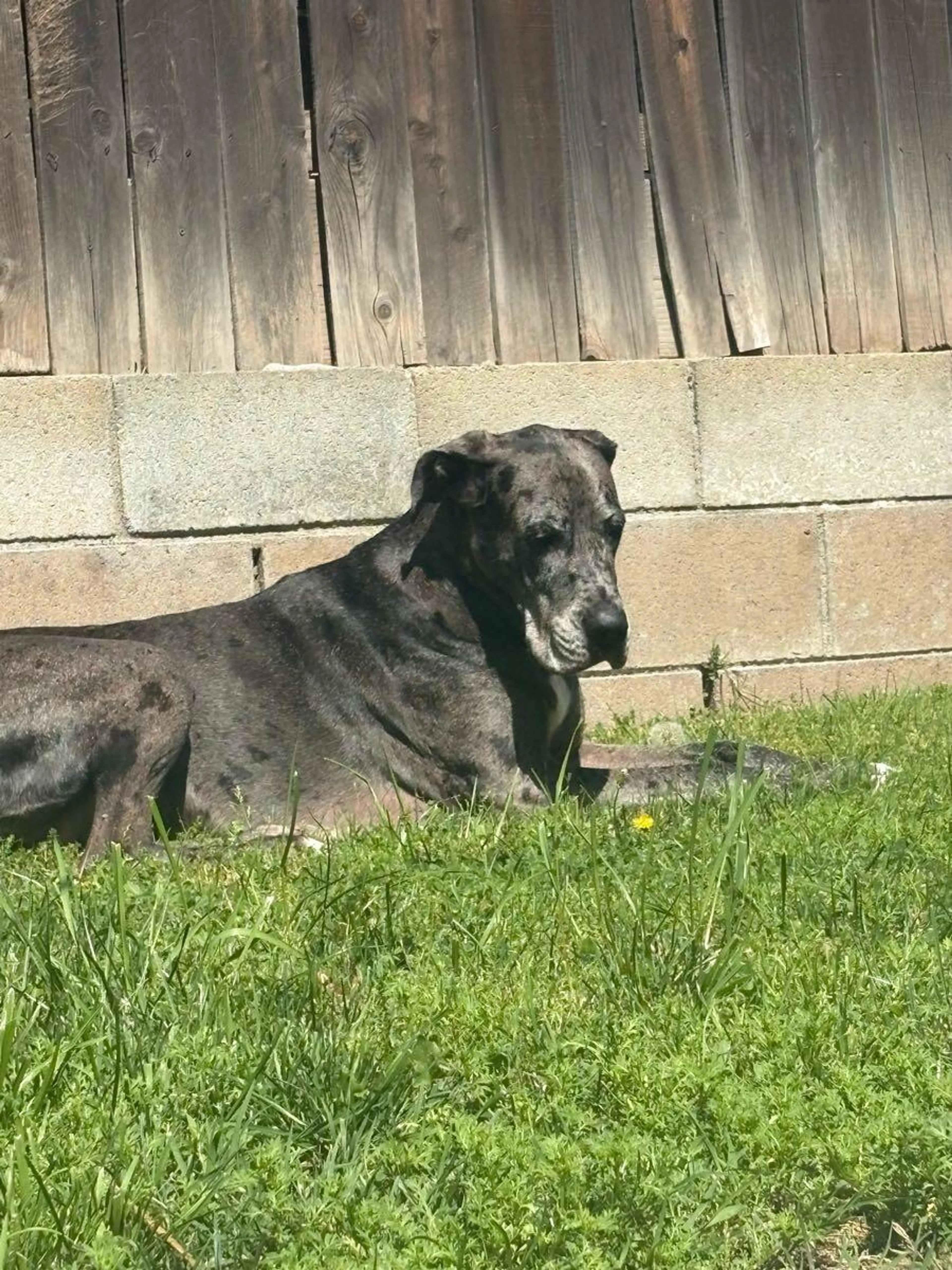 Lost pet