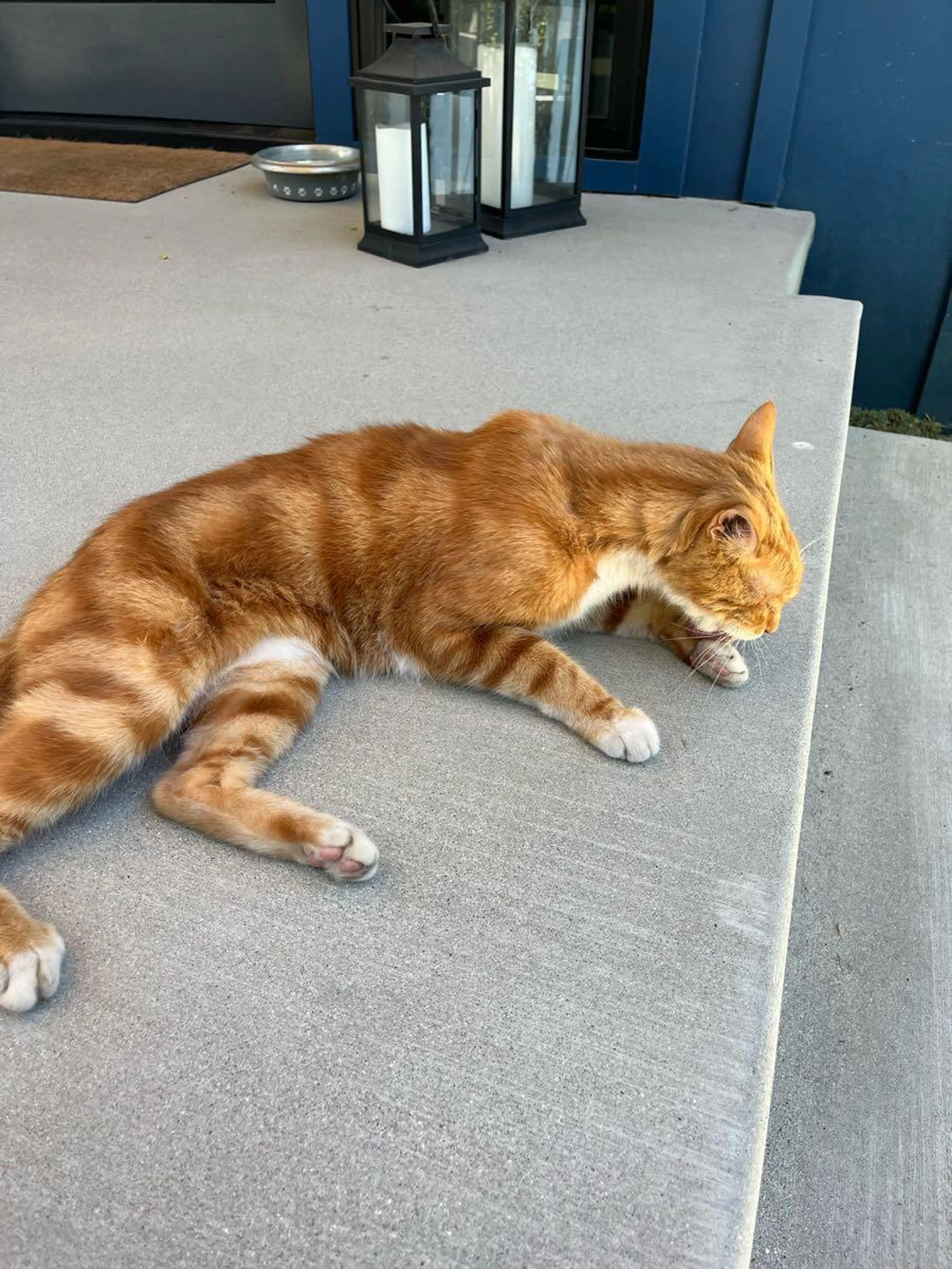 Lost pet