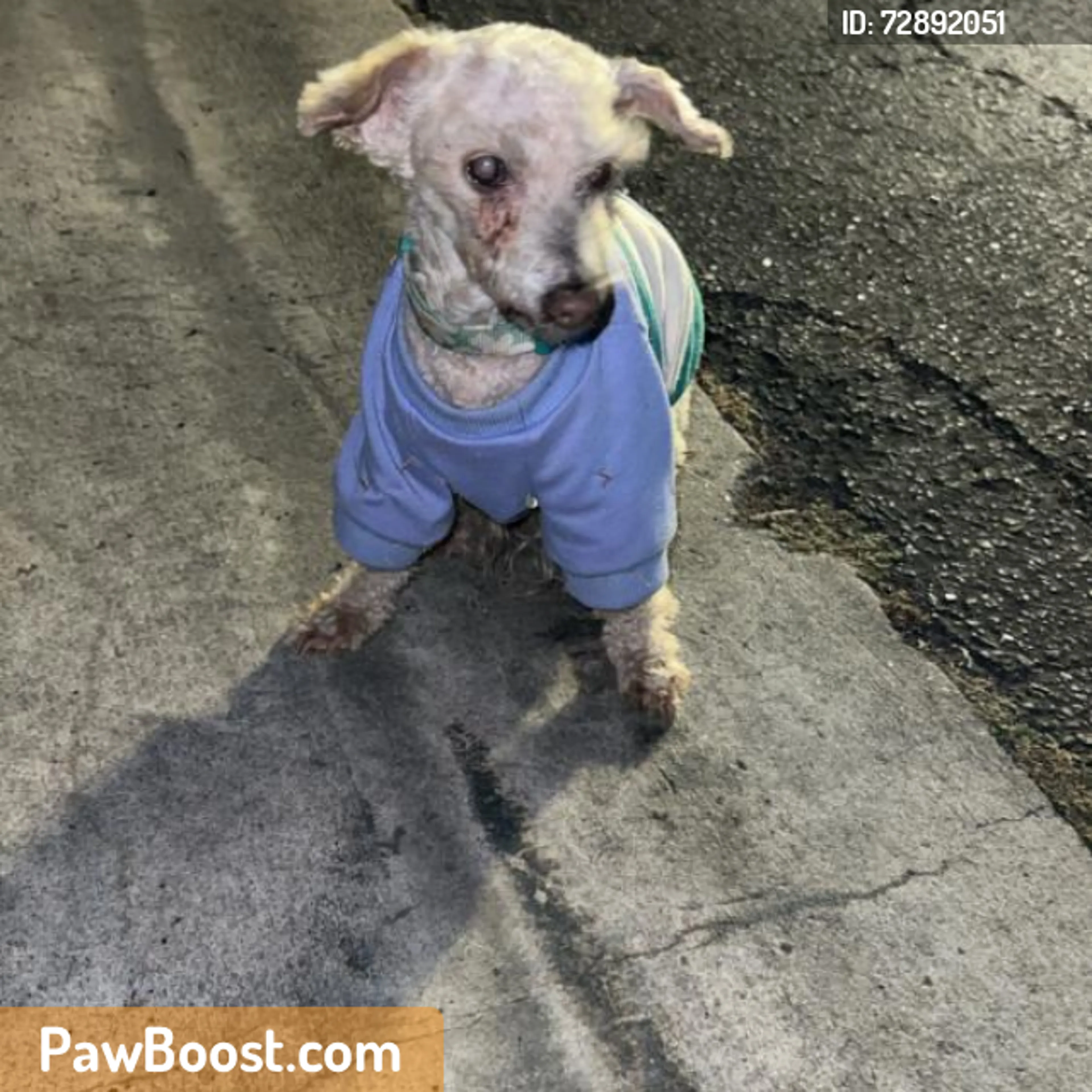 Found pet