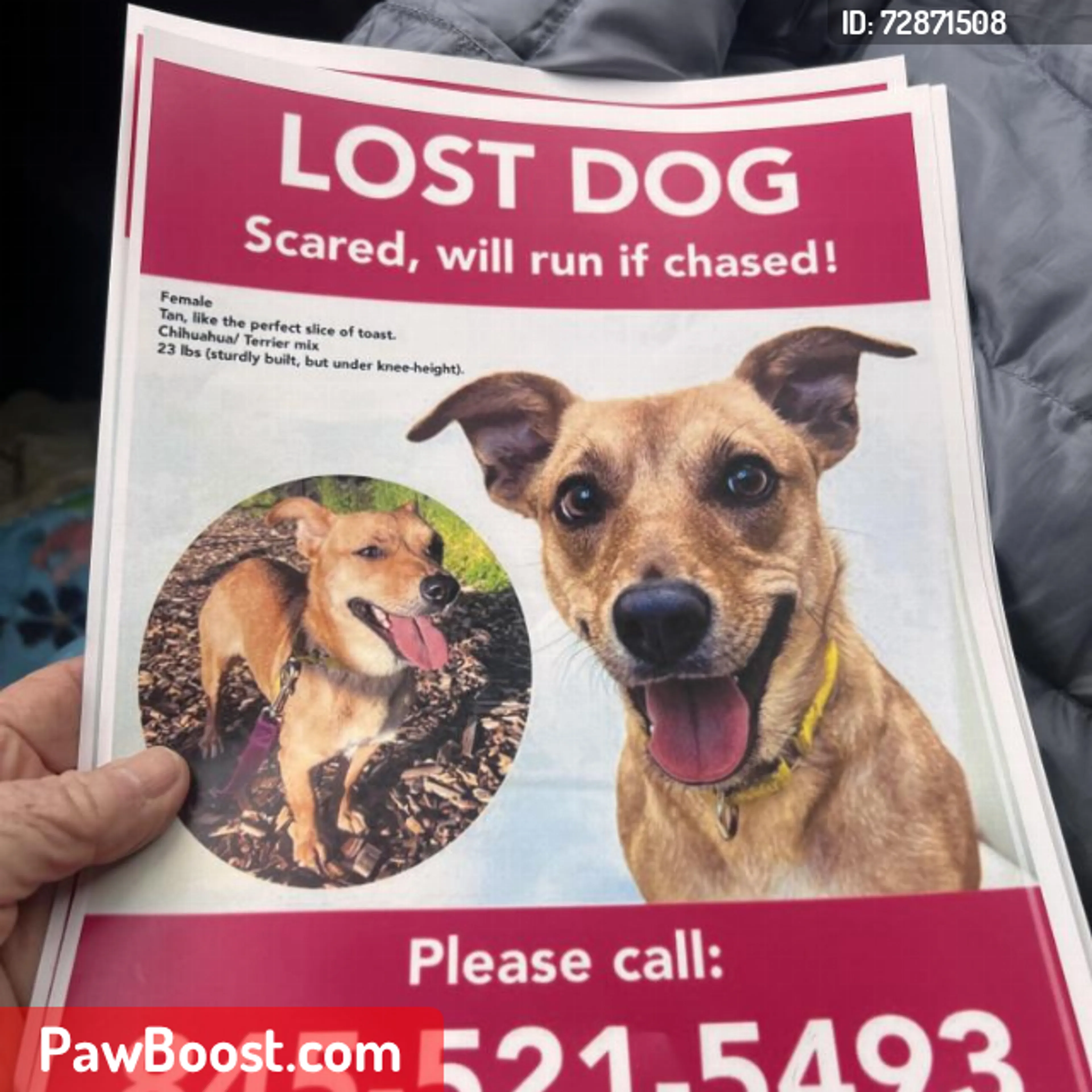 Lost pet