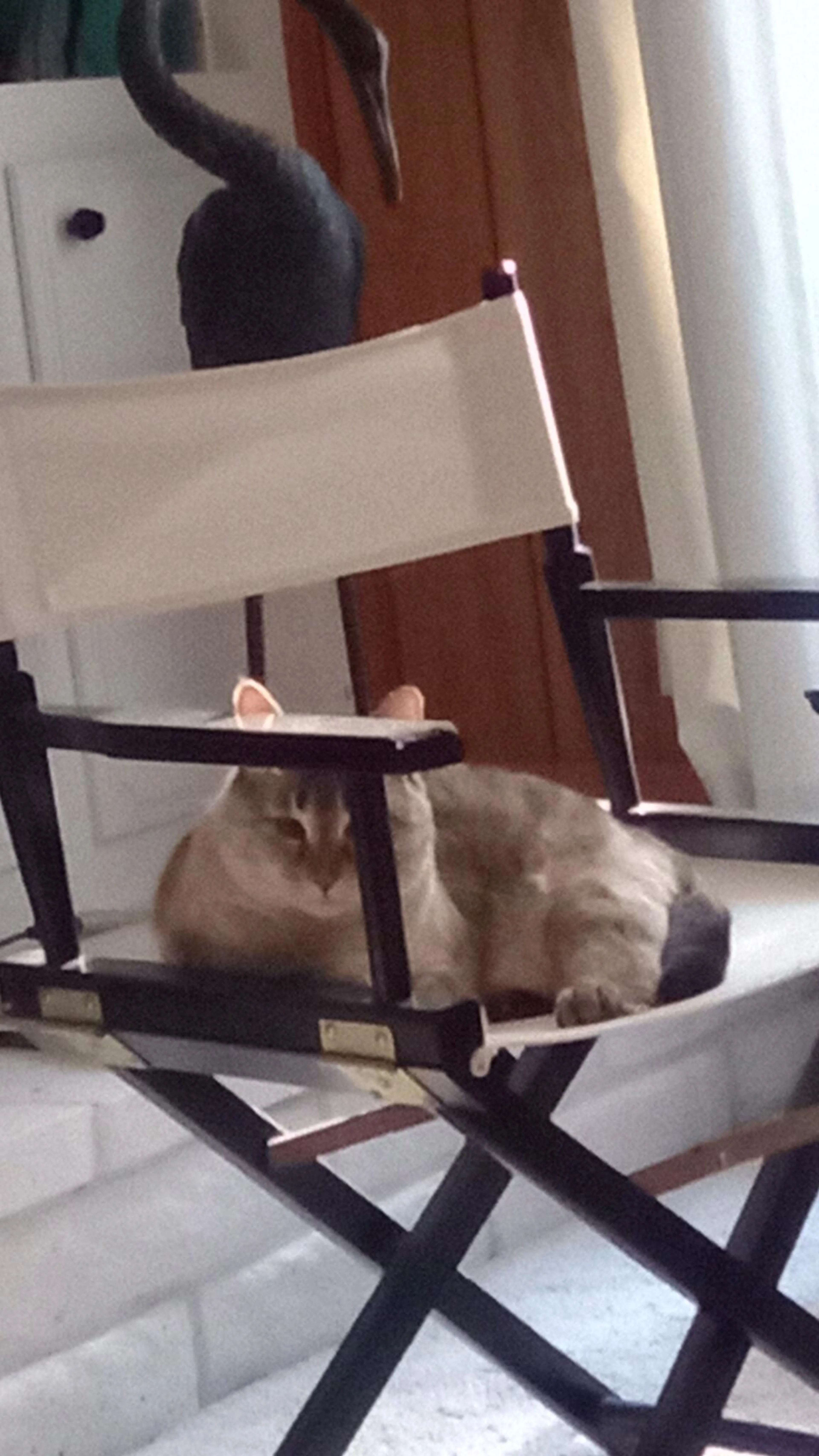 Lost pet