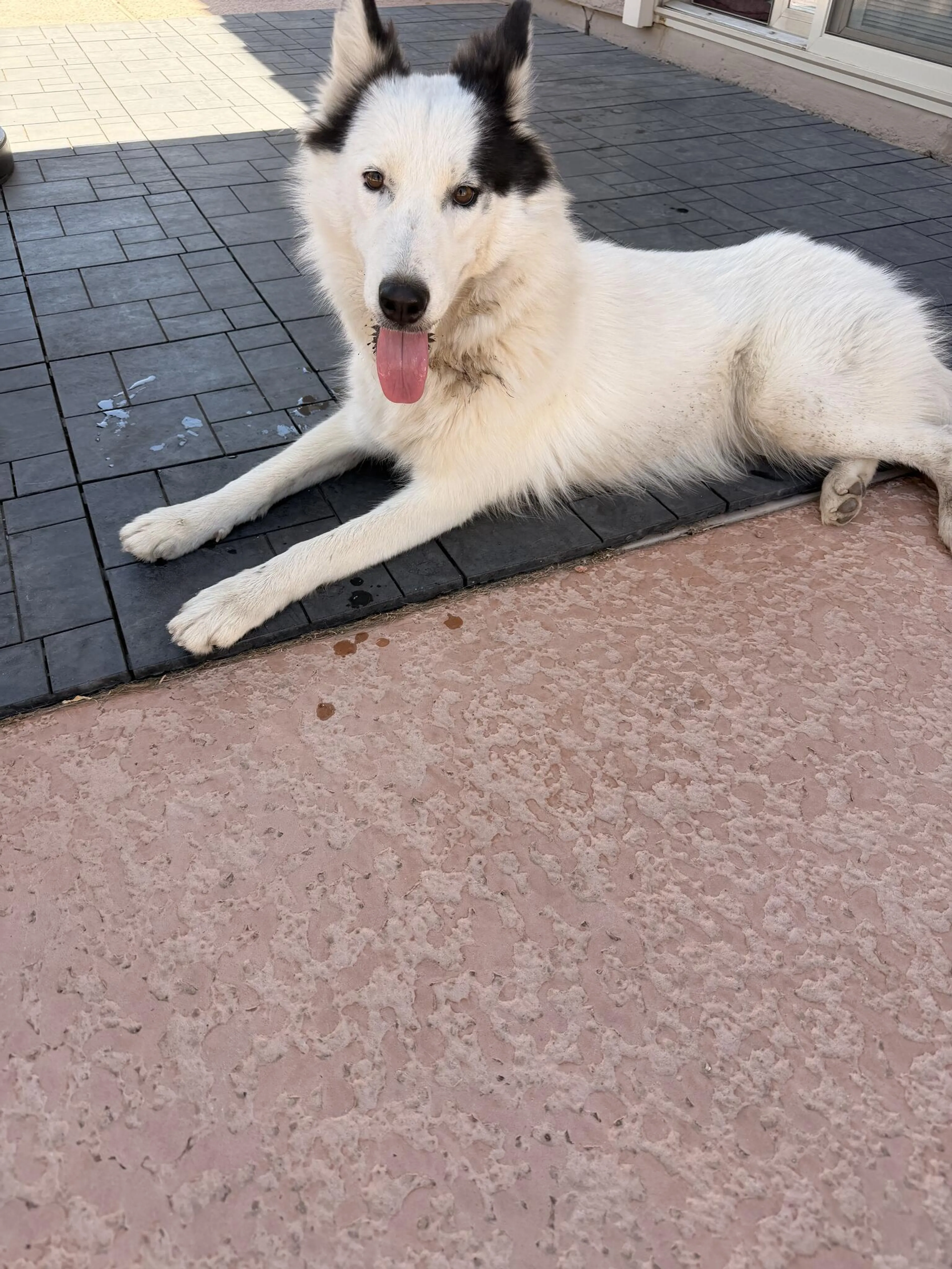 Found pet