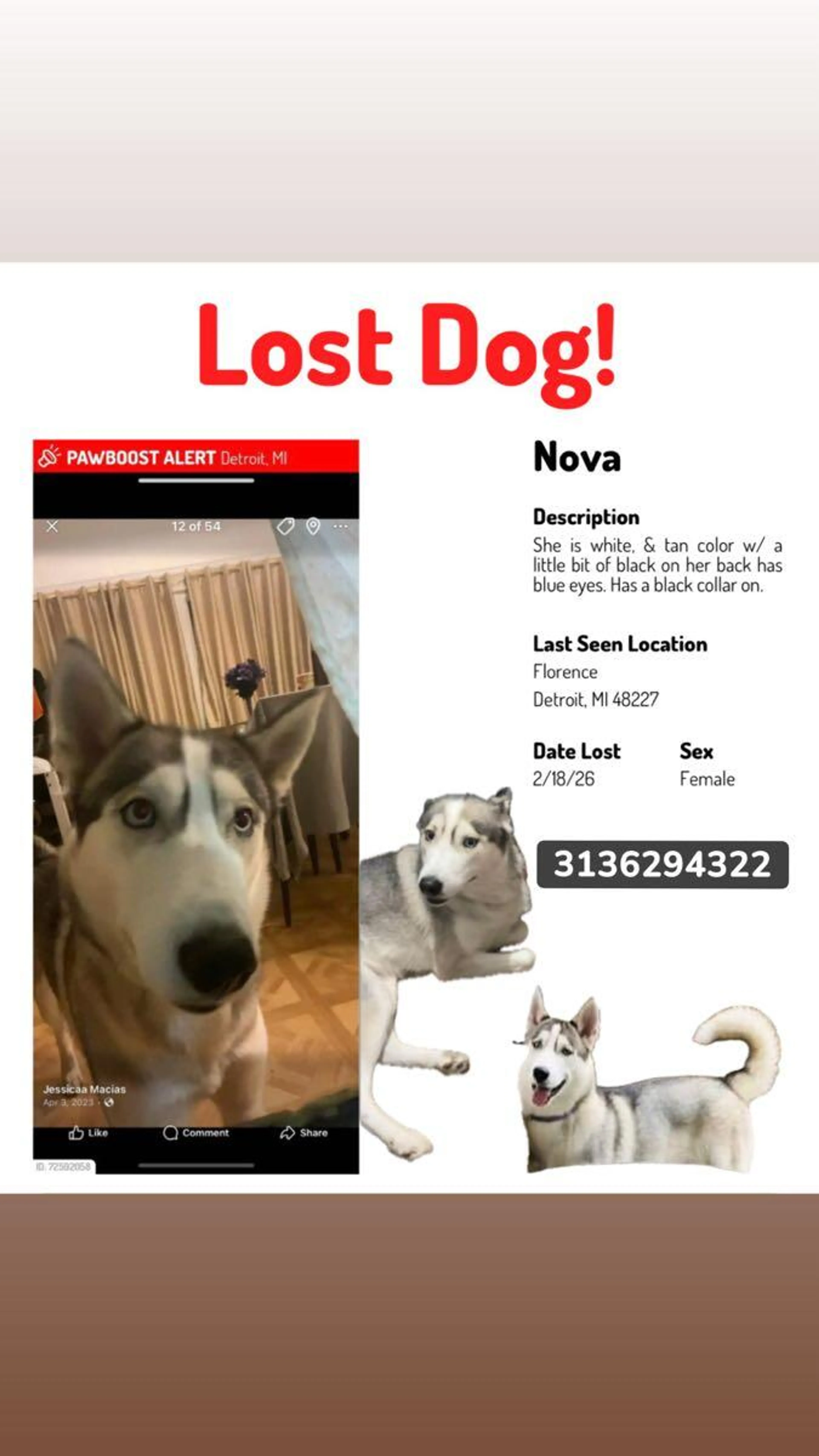 Lost pet