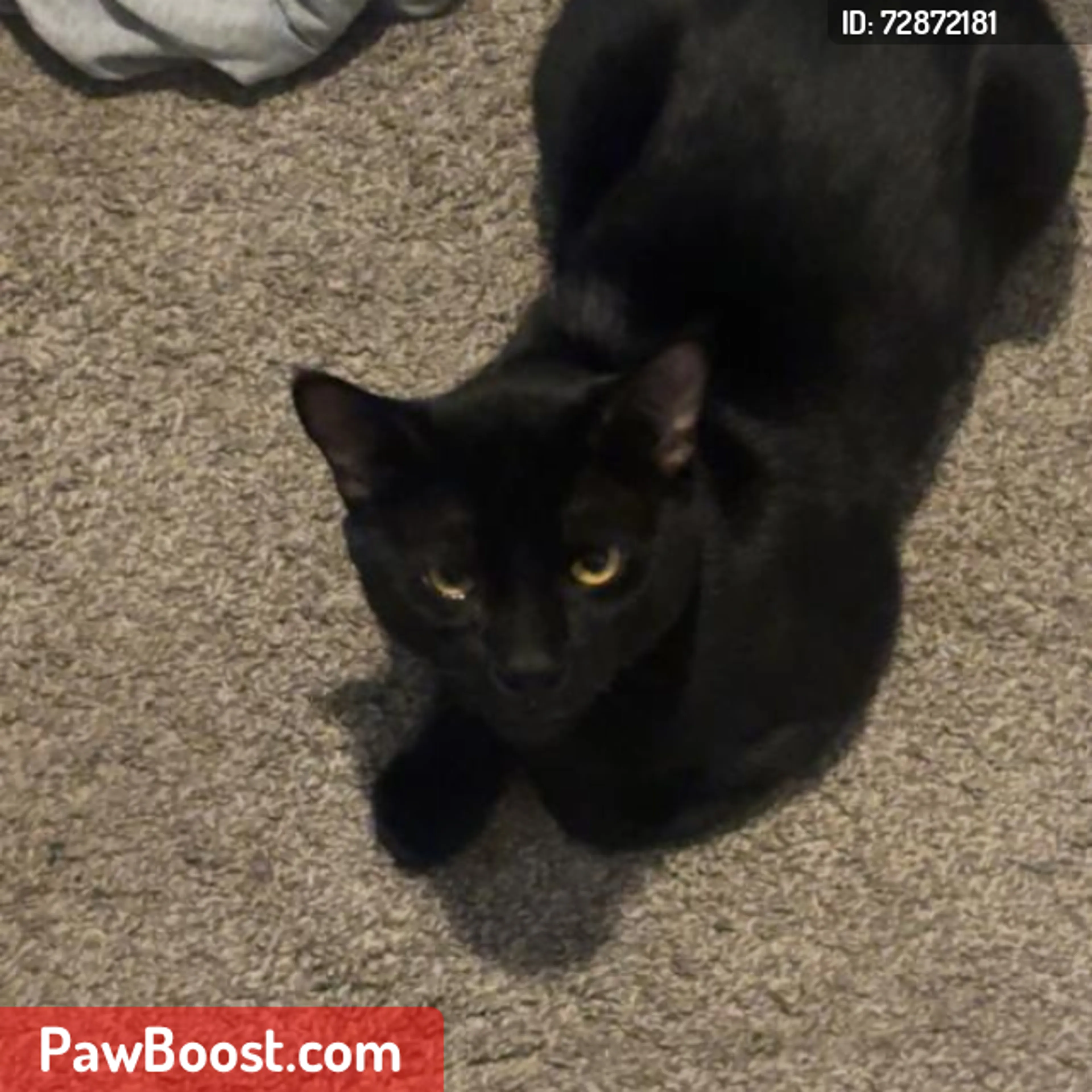Lost pet