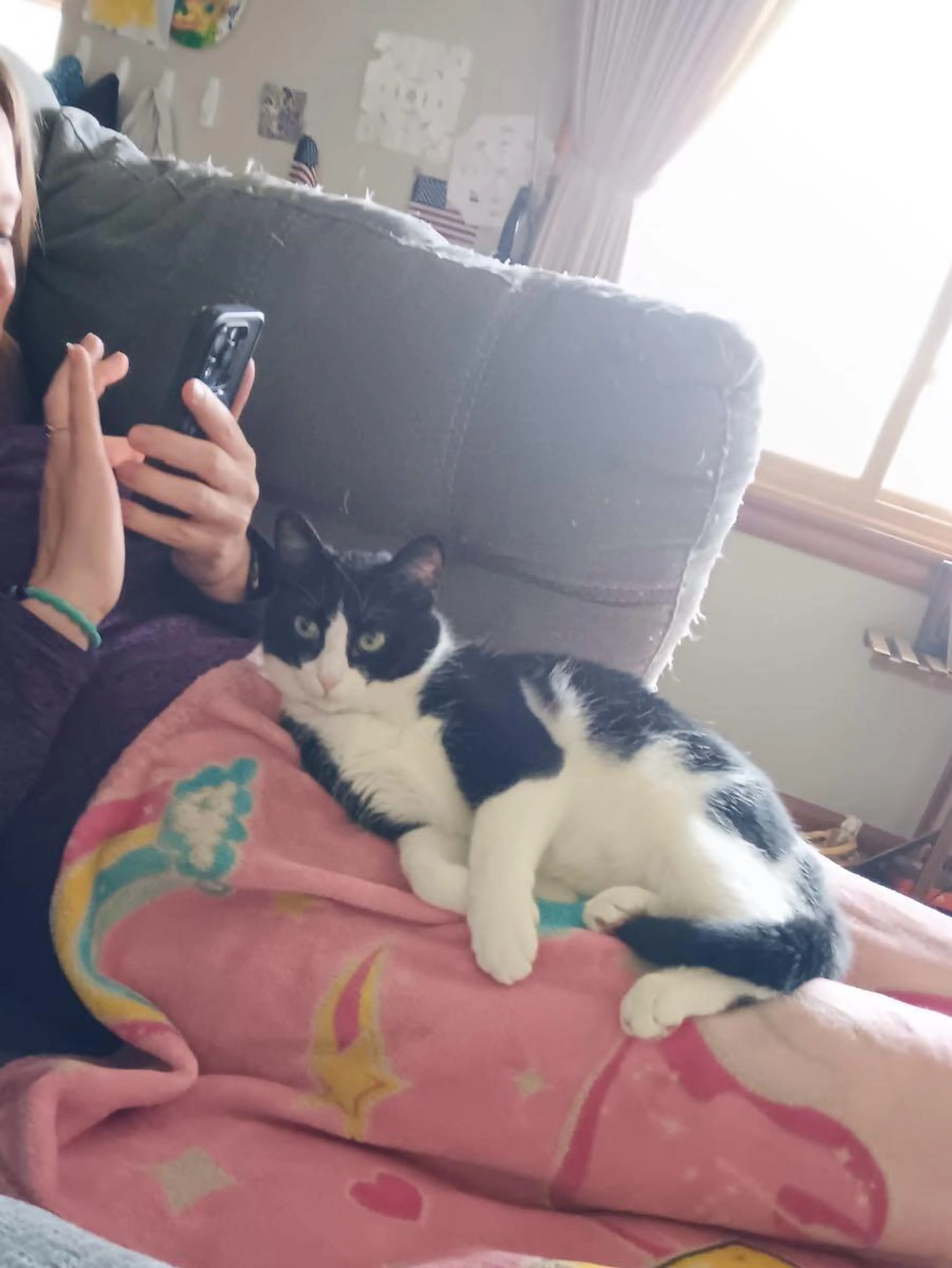 Lost pet