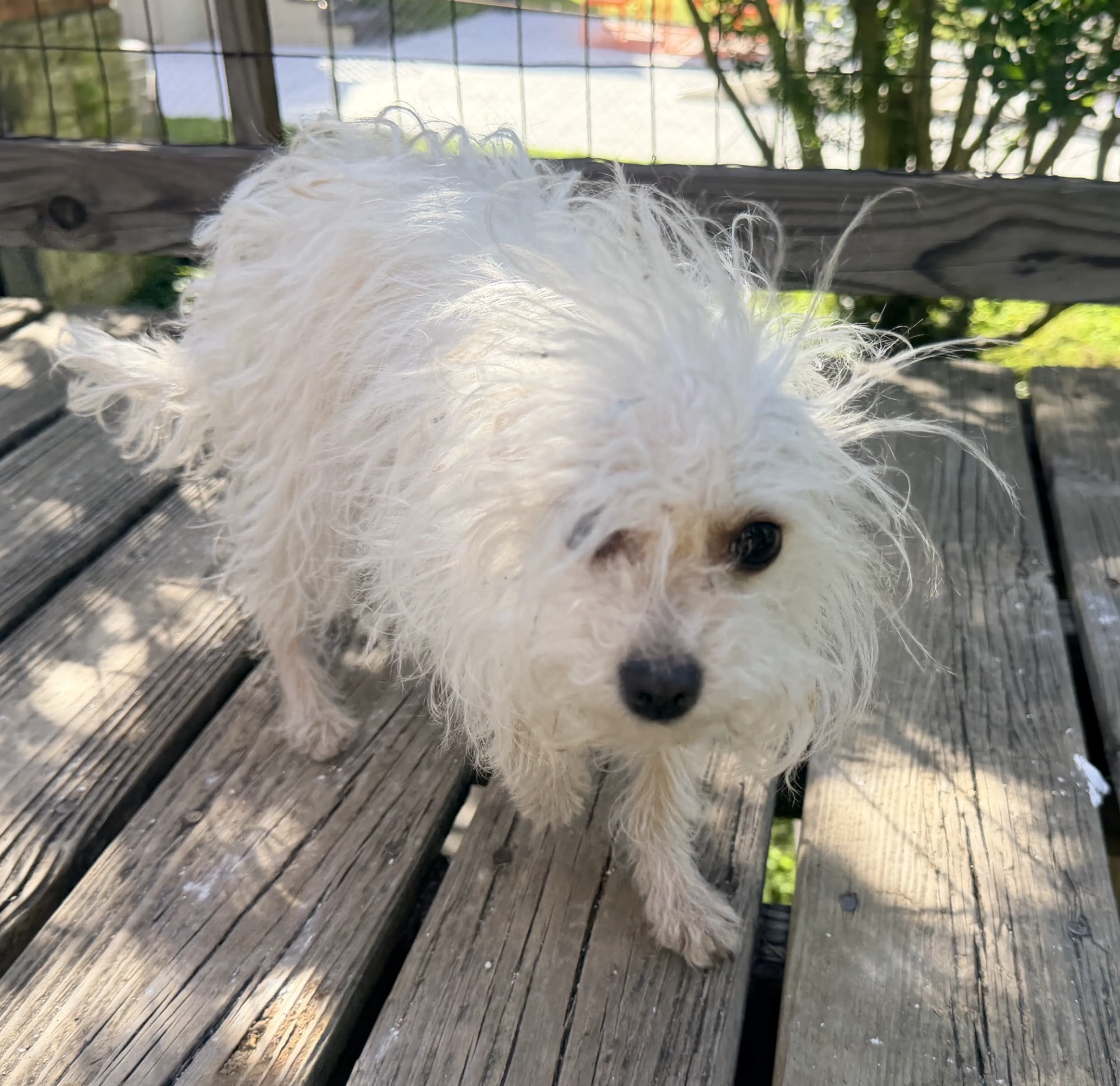 Found pet