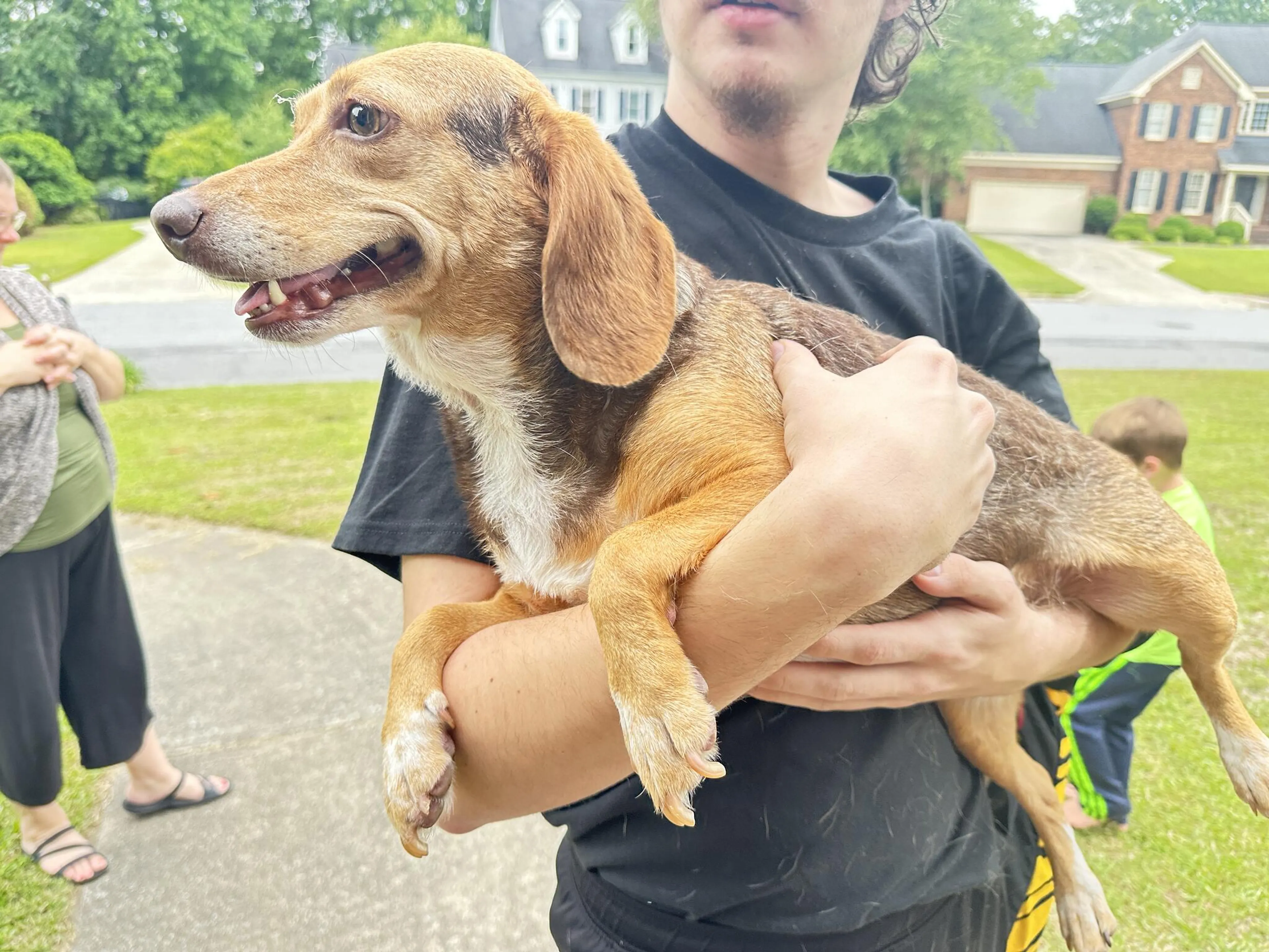 Found pet