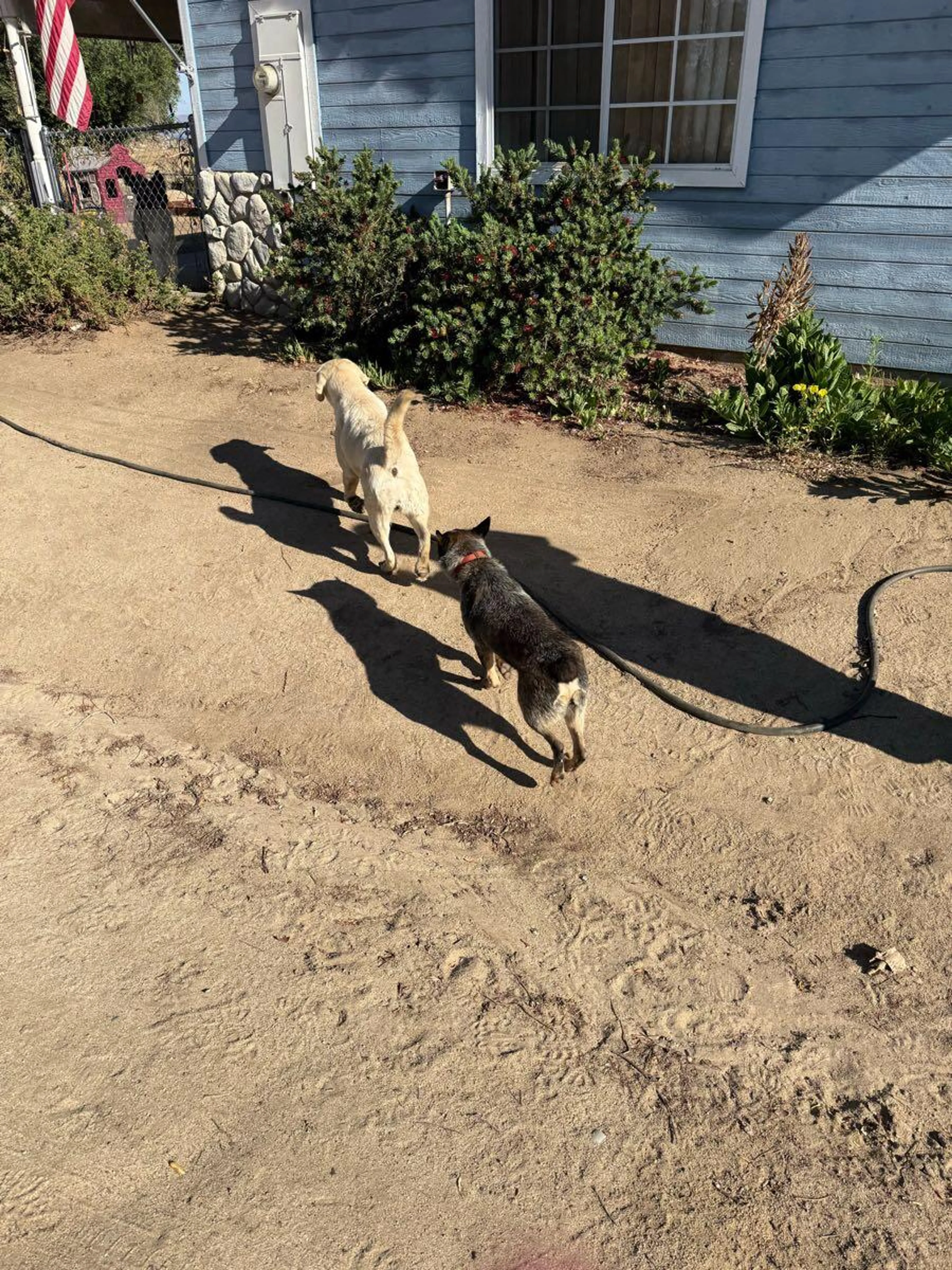 Lost pet