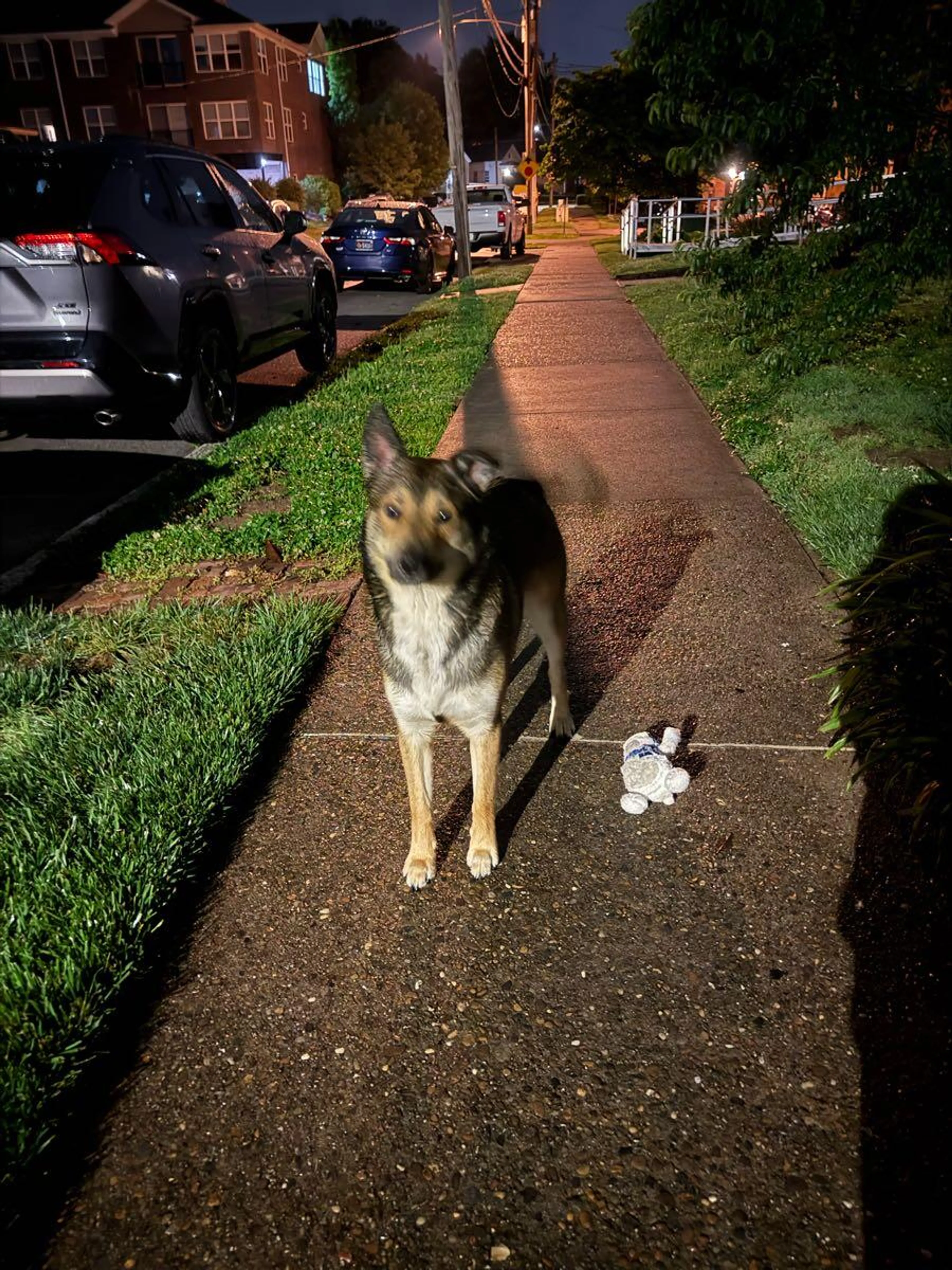 Lost pet