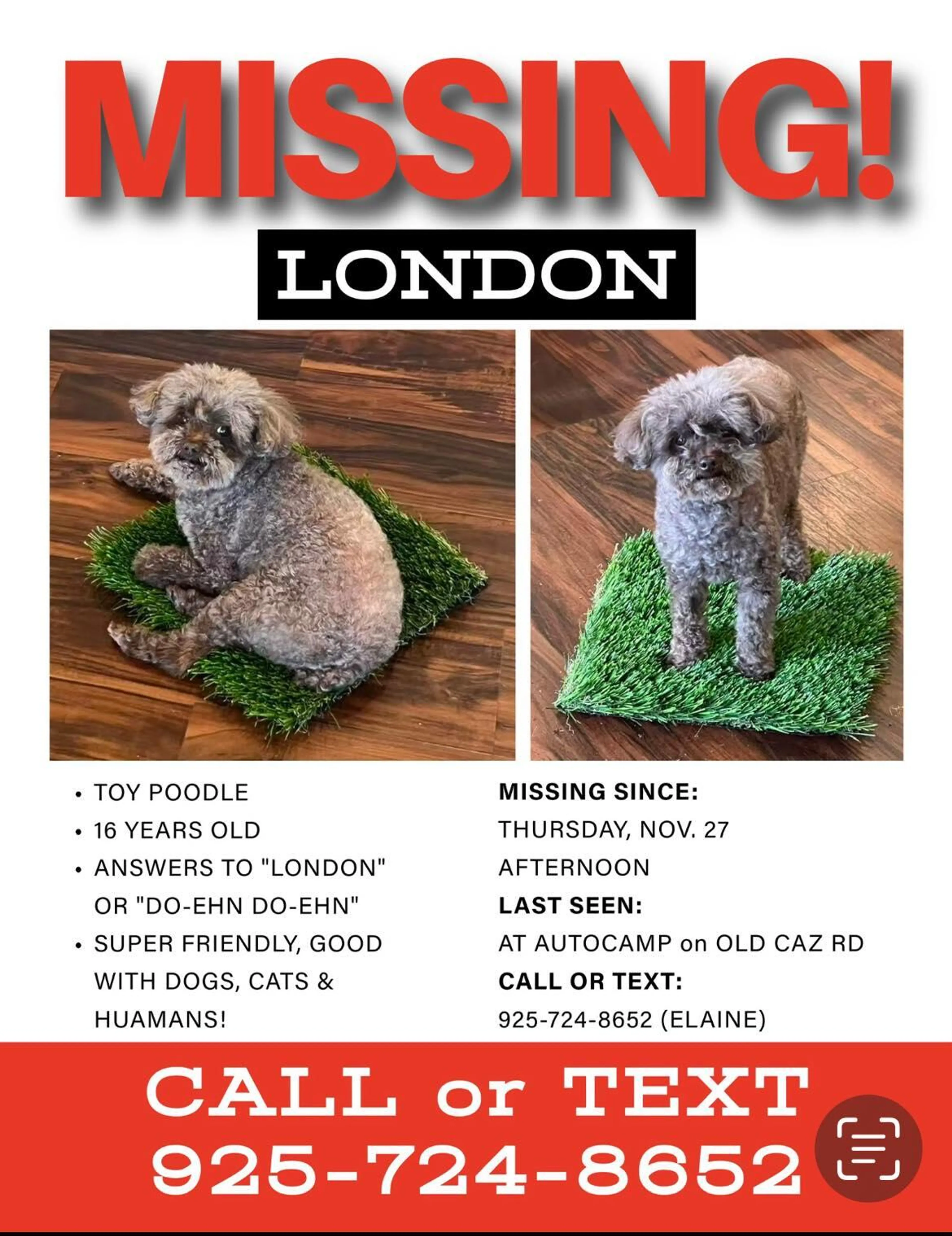 Lost pet