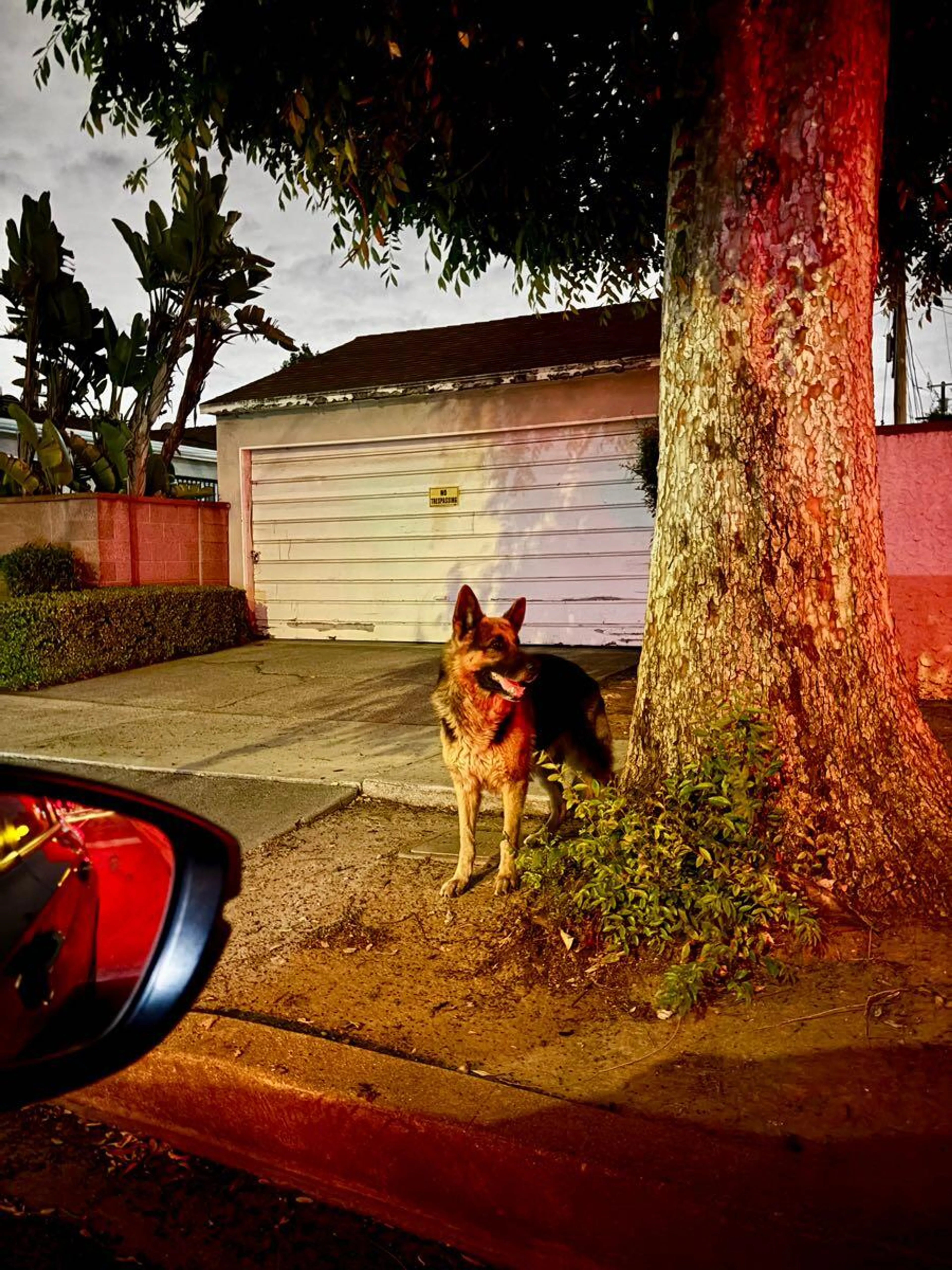 Lost pet