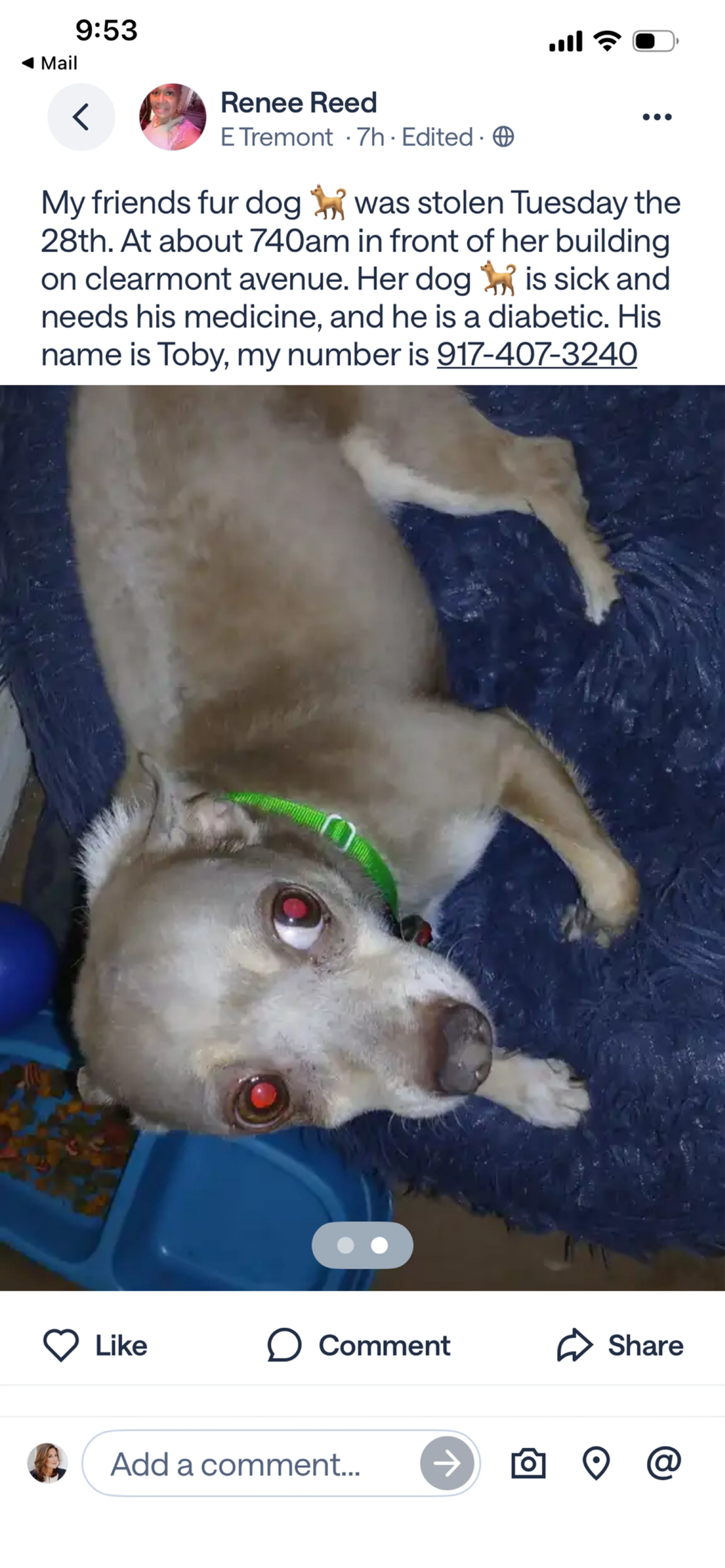 Found pet