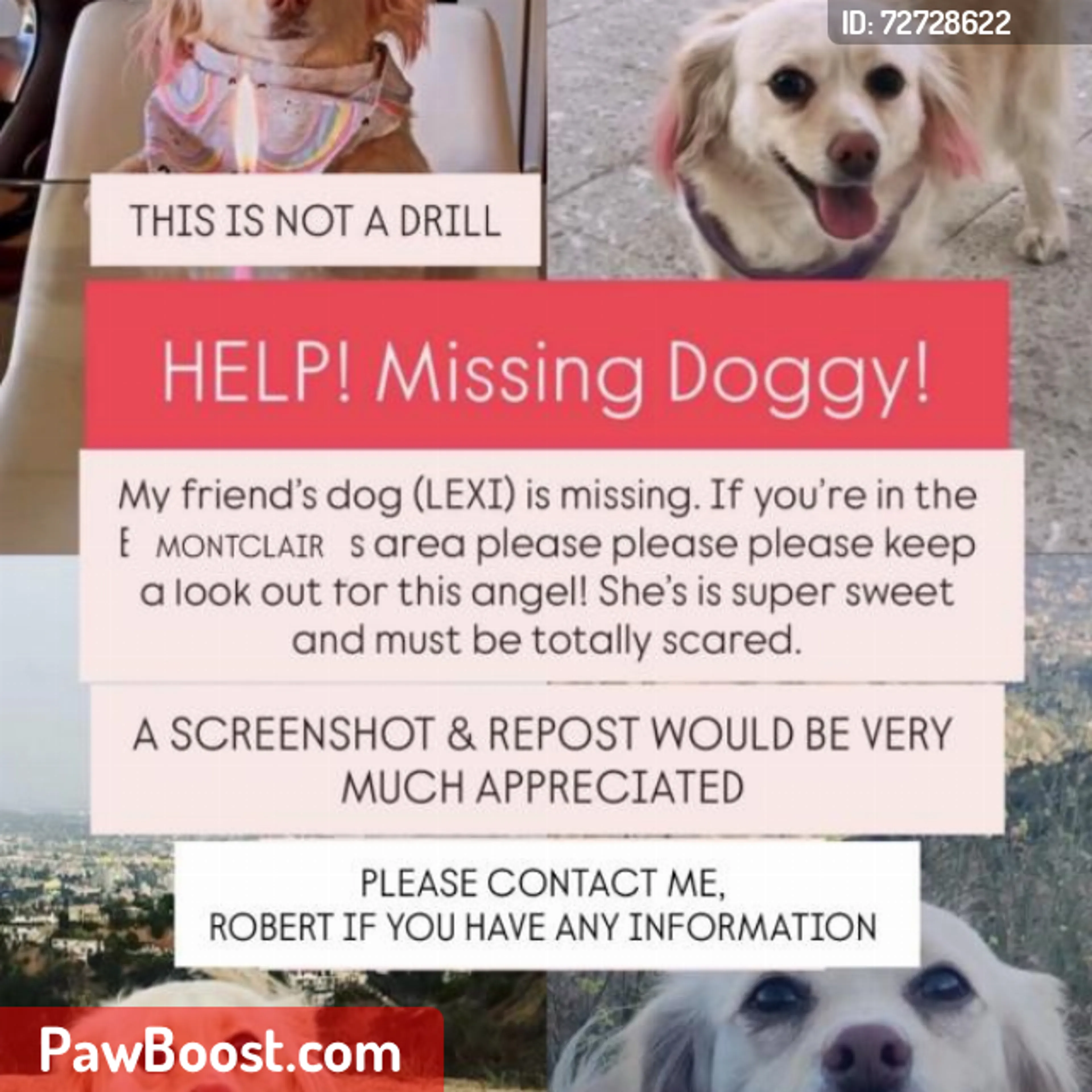 Lost pet