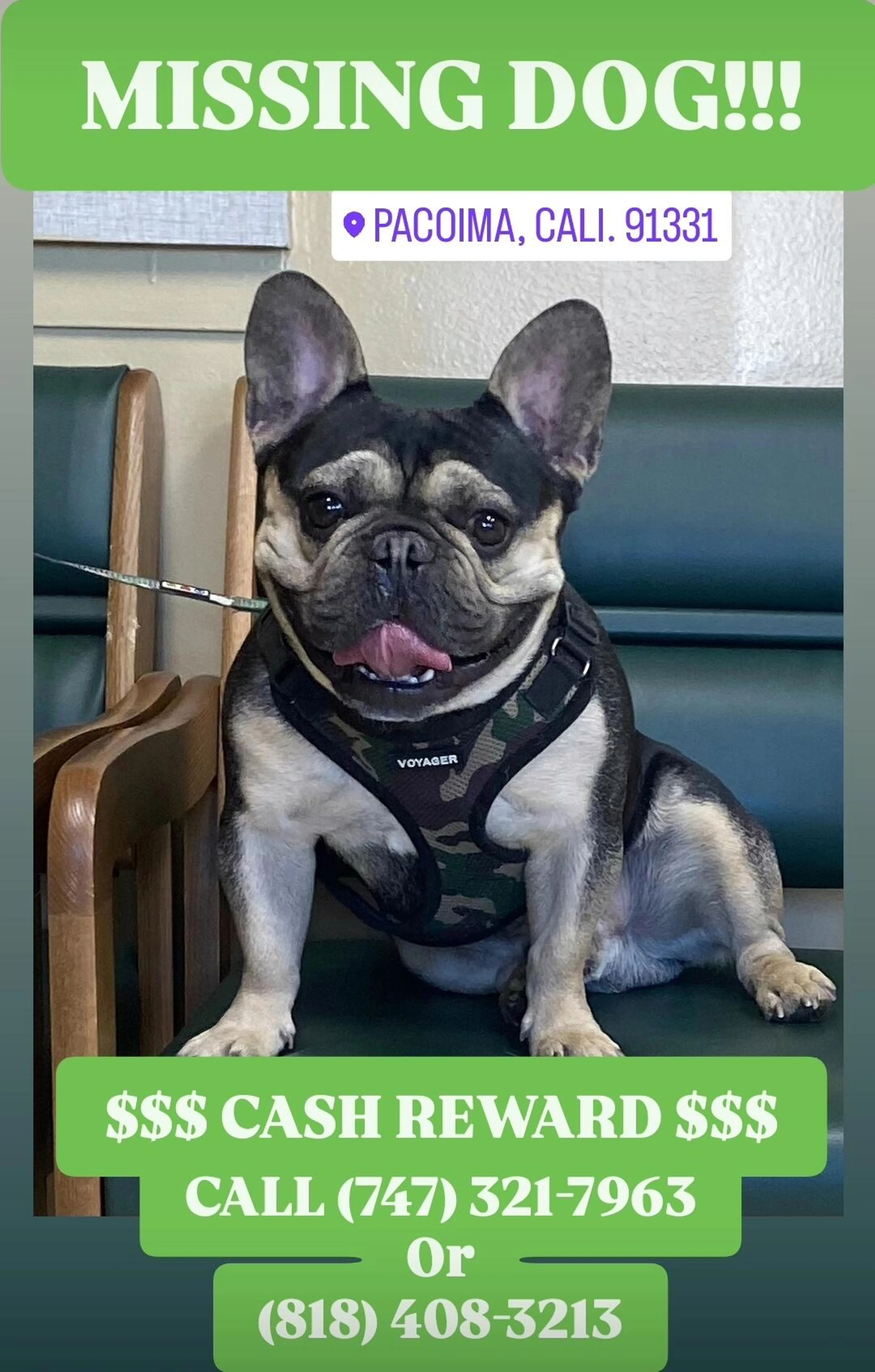 Lost pet