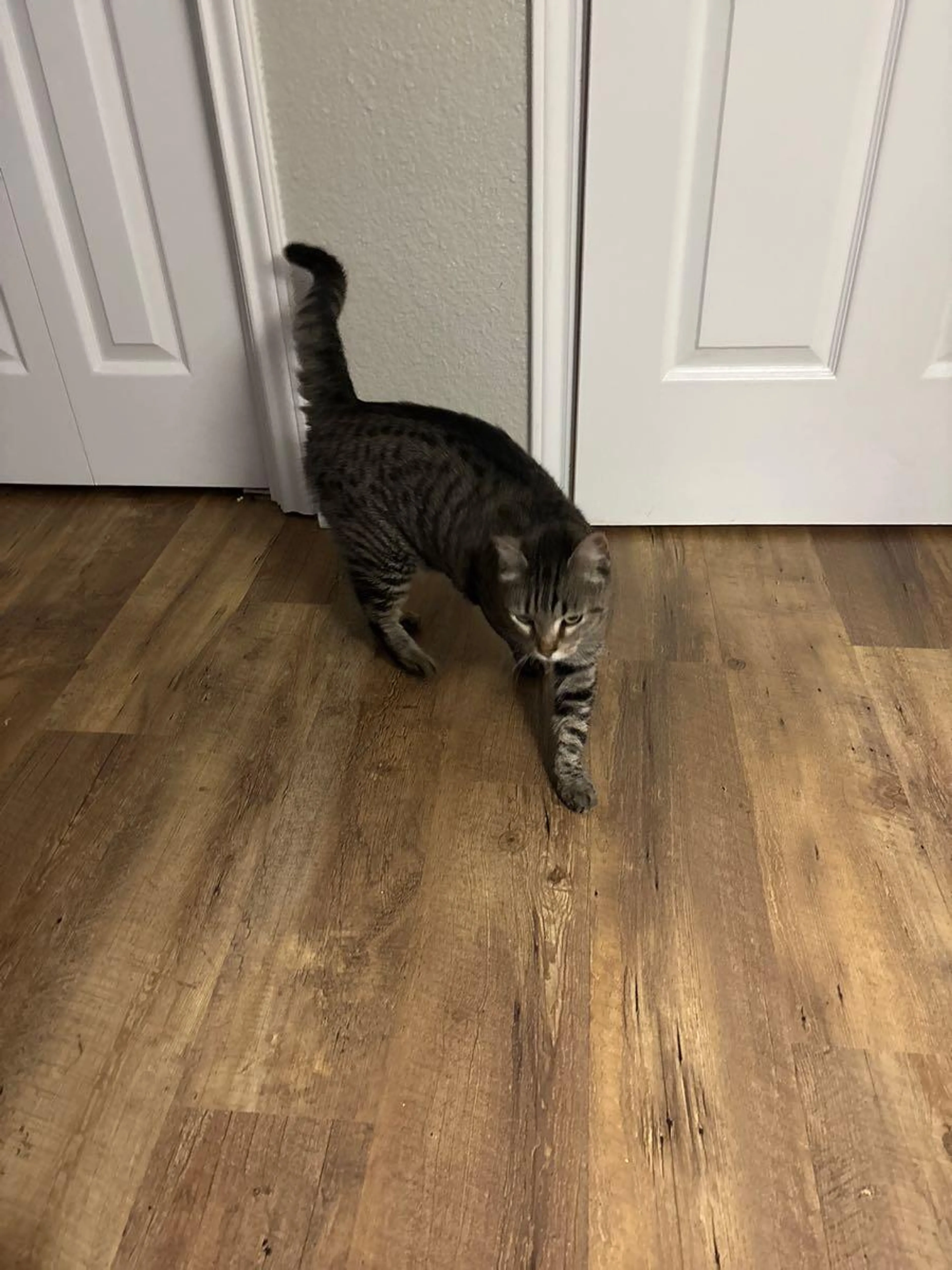 Found pet