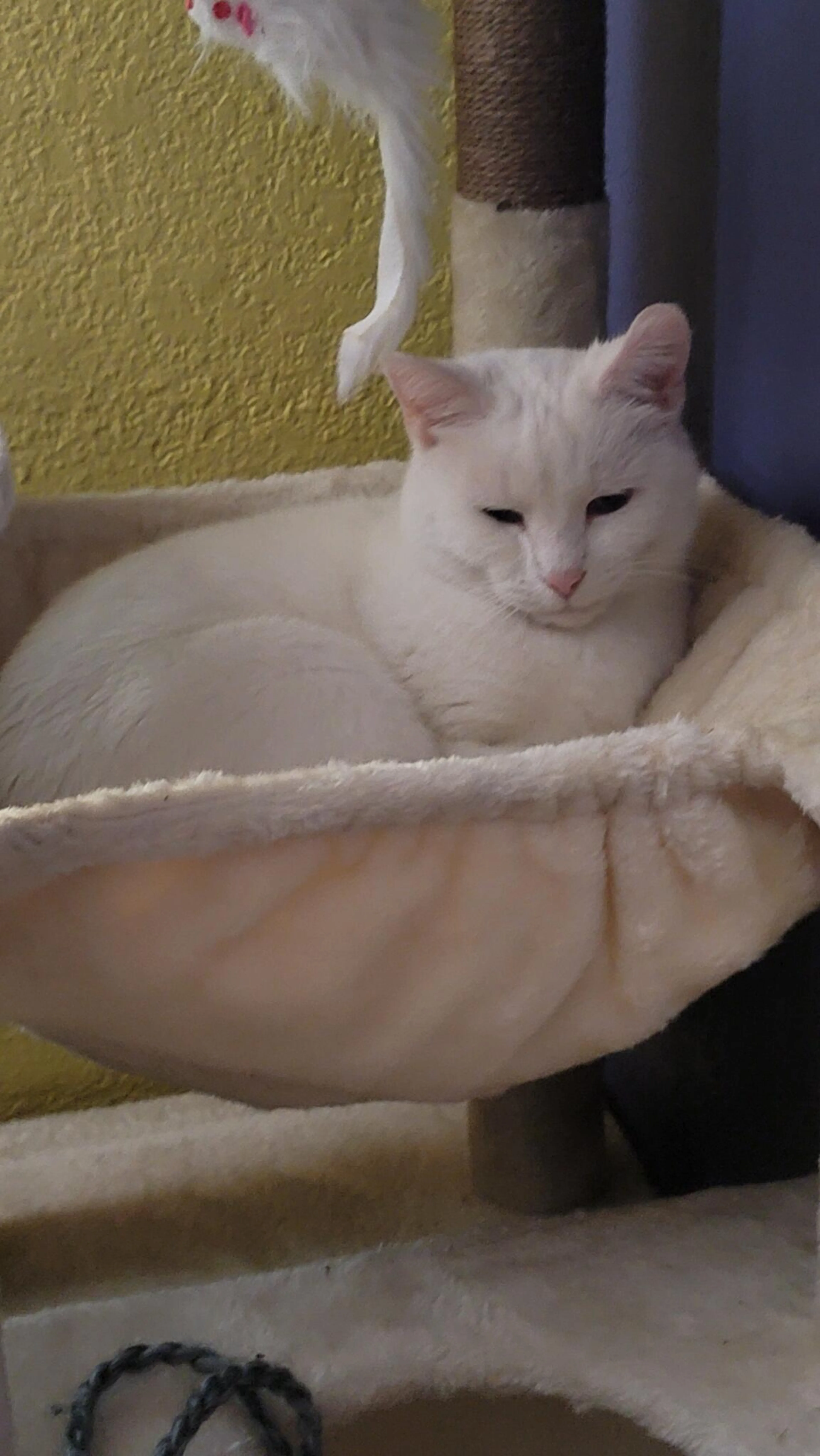 Lost pet