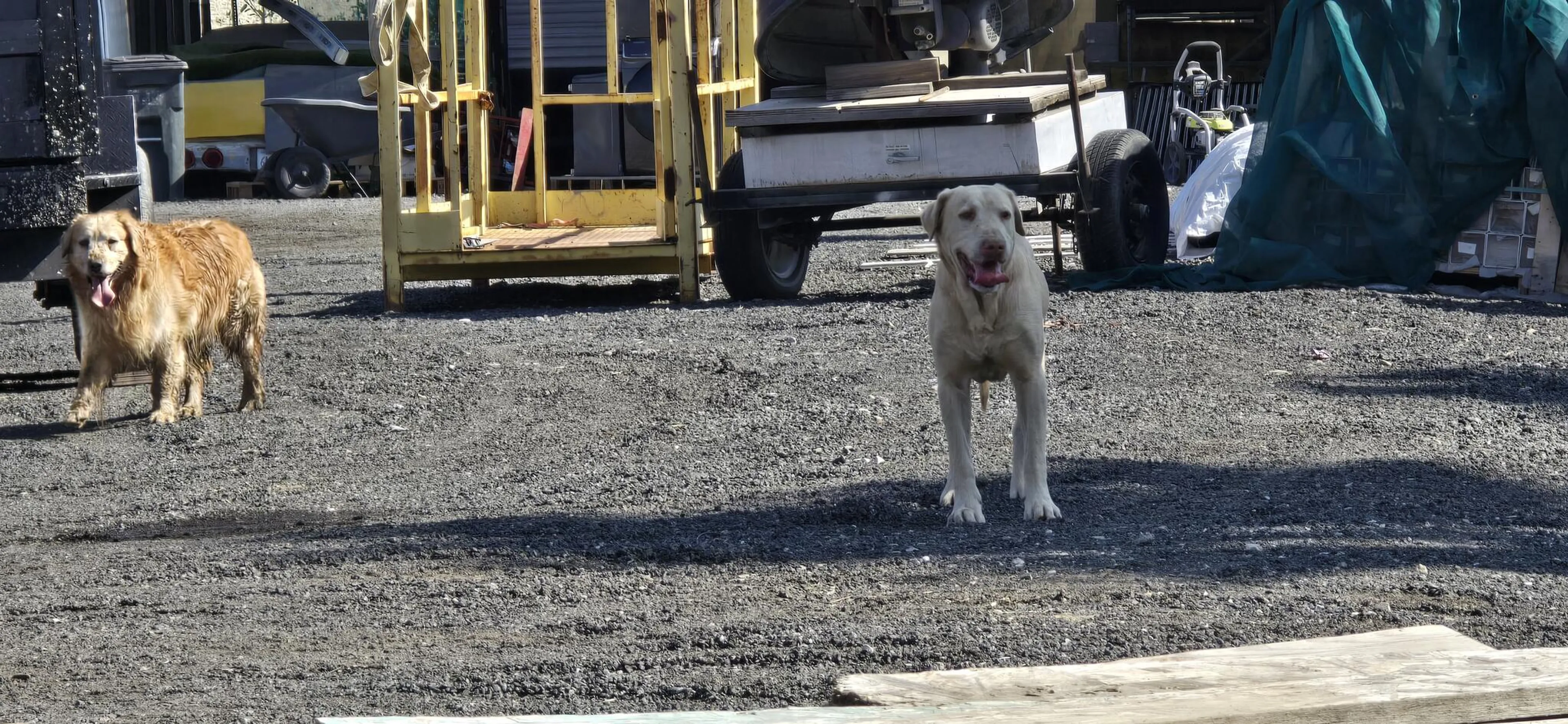 Found pet