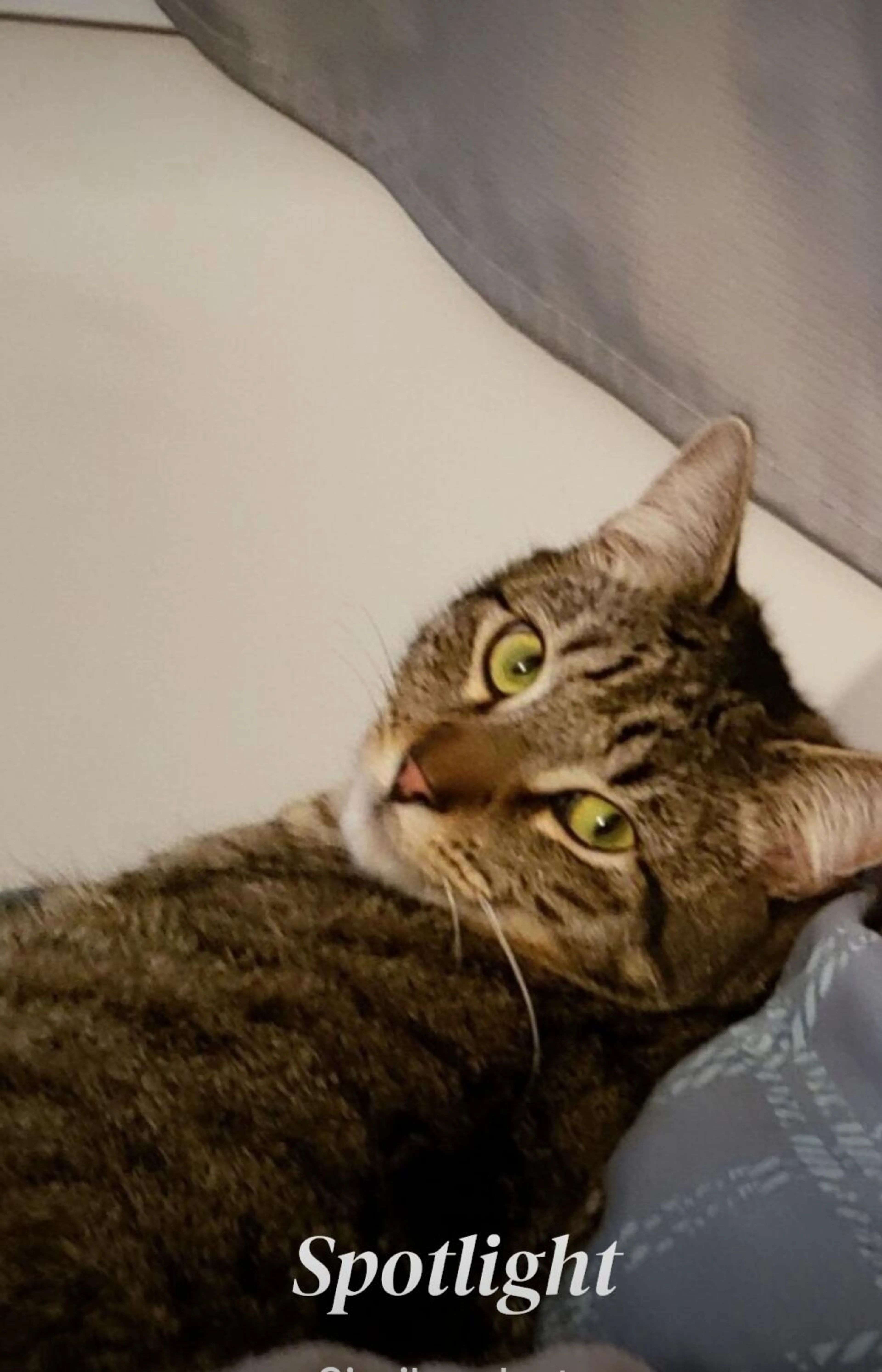 Lost pet