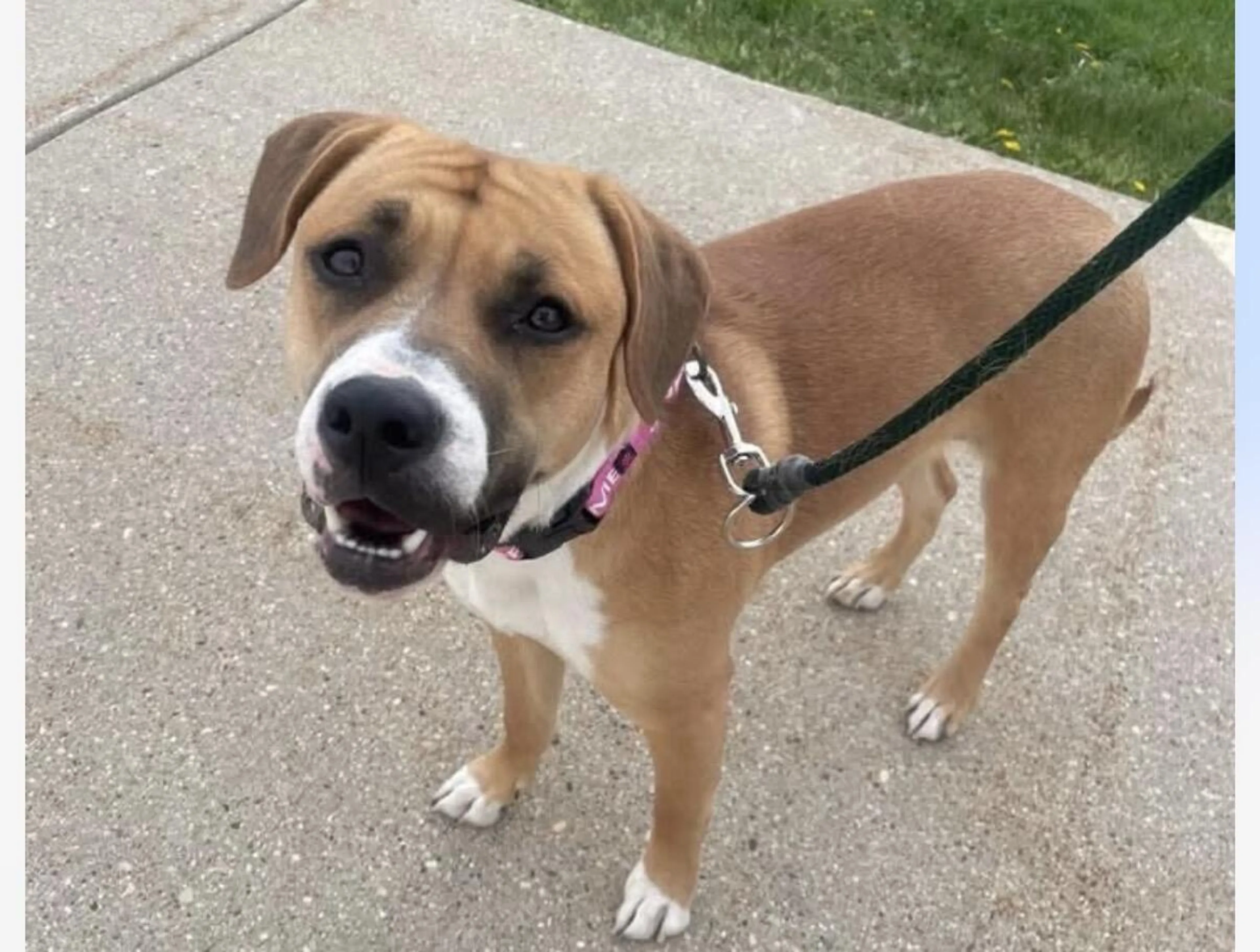 Found pet