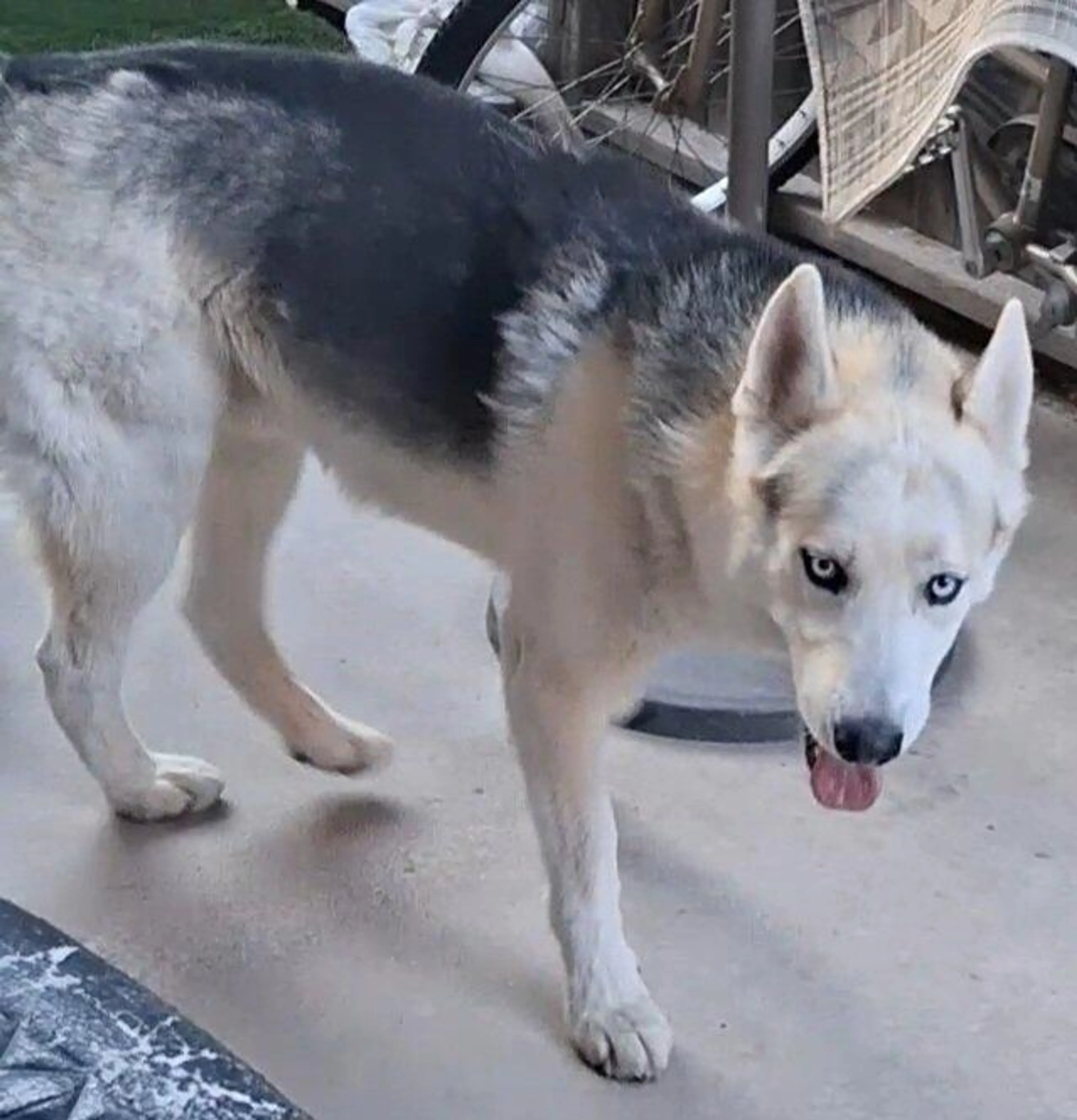 Found pet