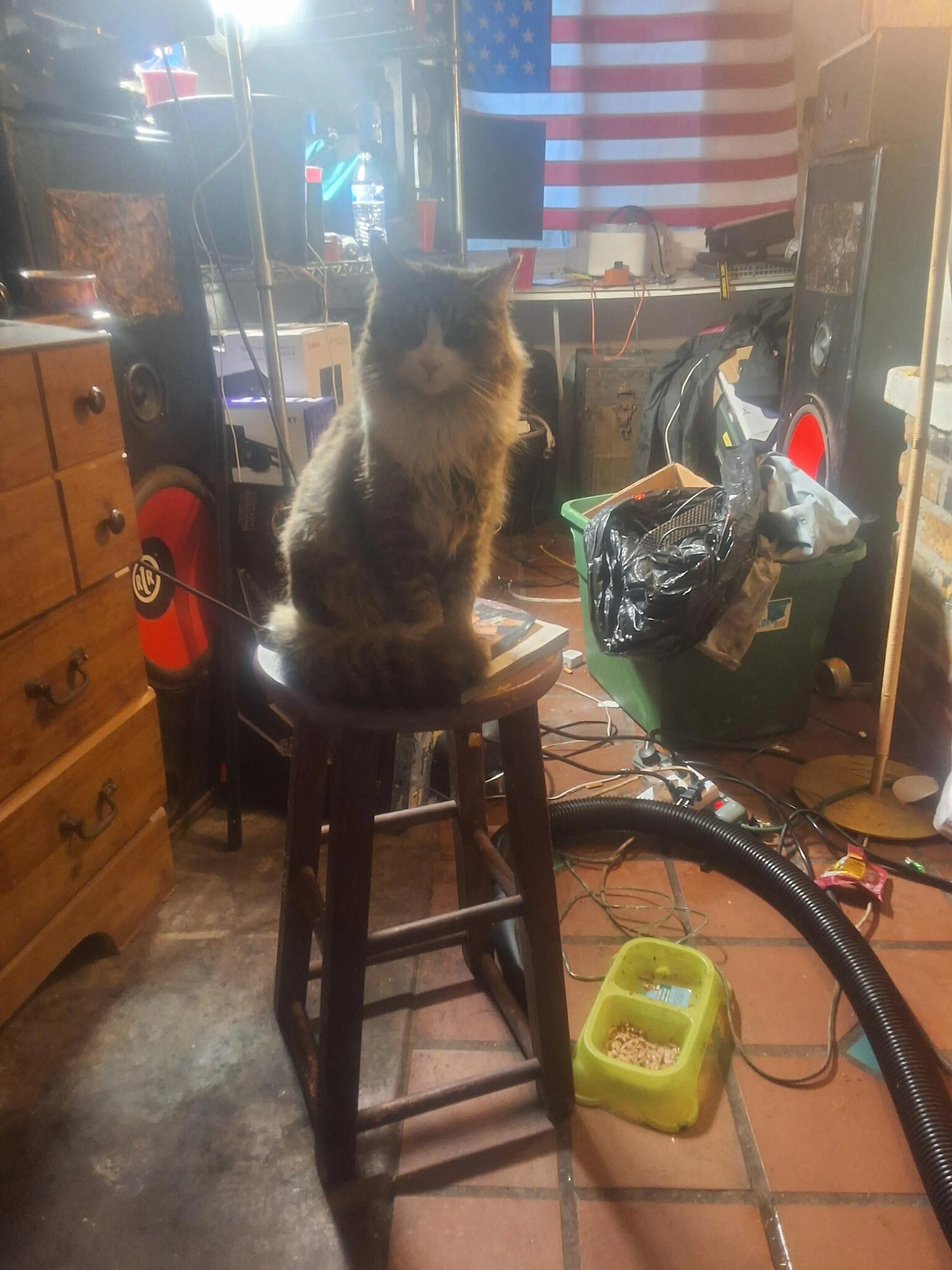 Lost pet