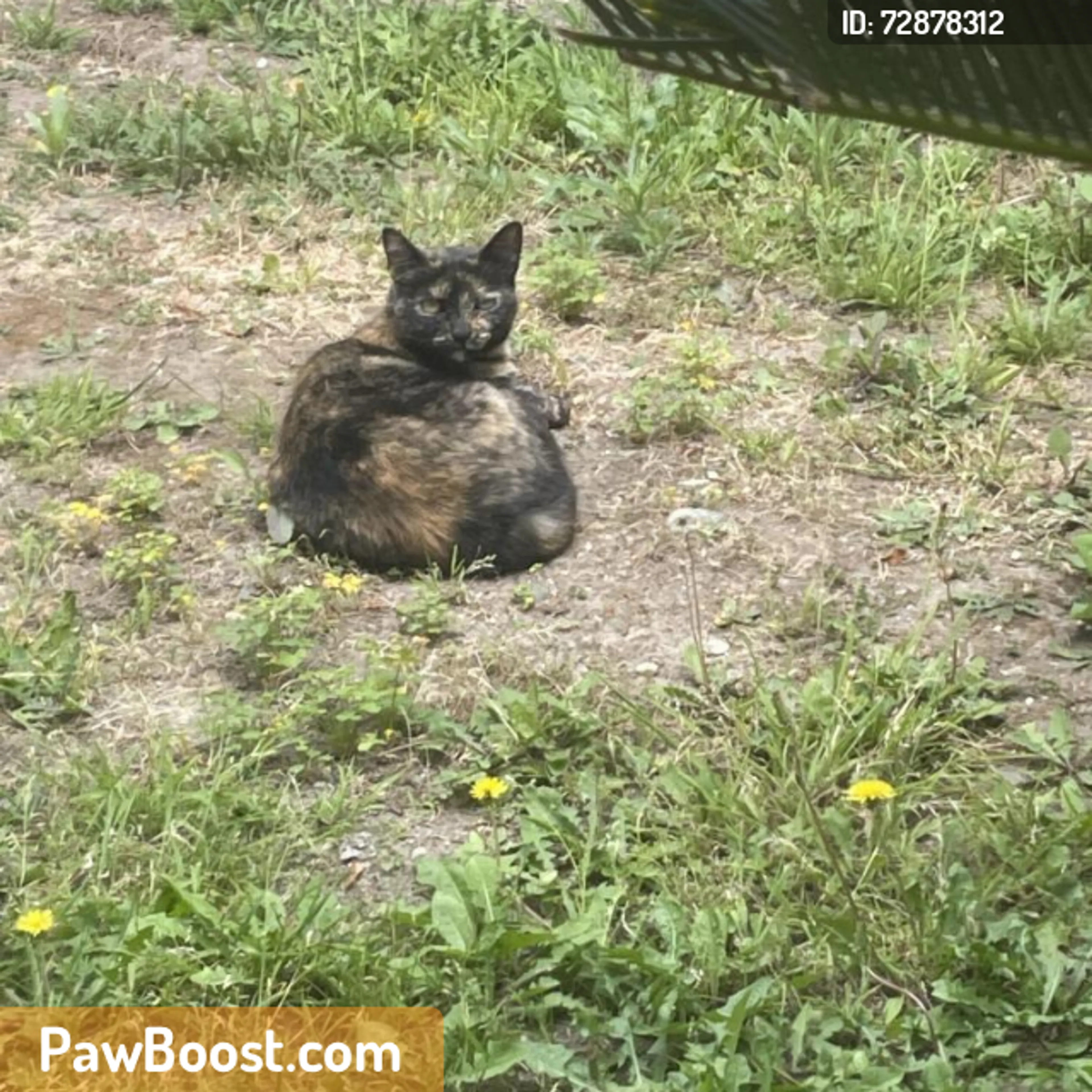 Found pet