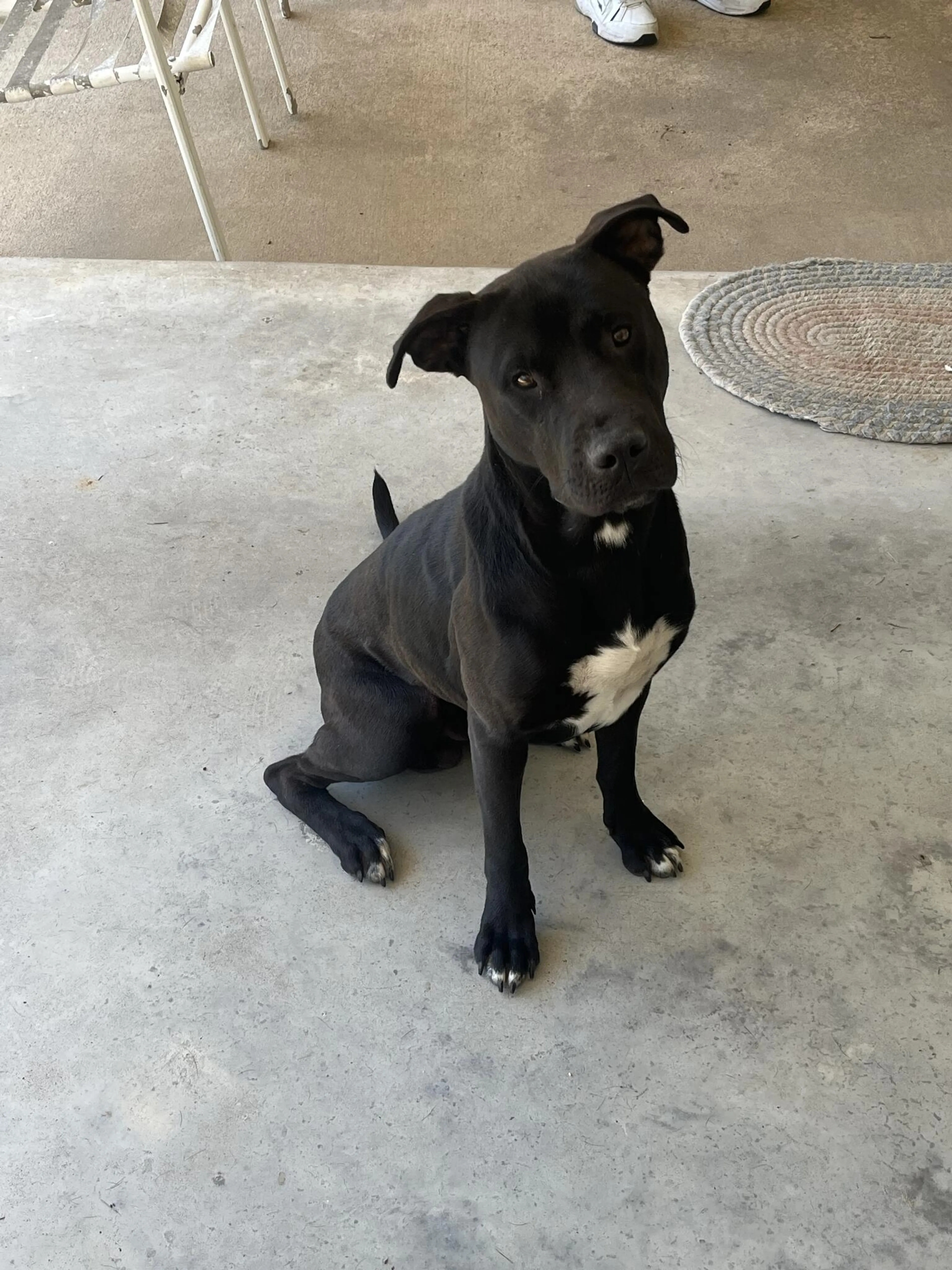 Found pet