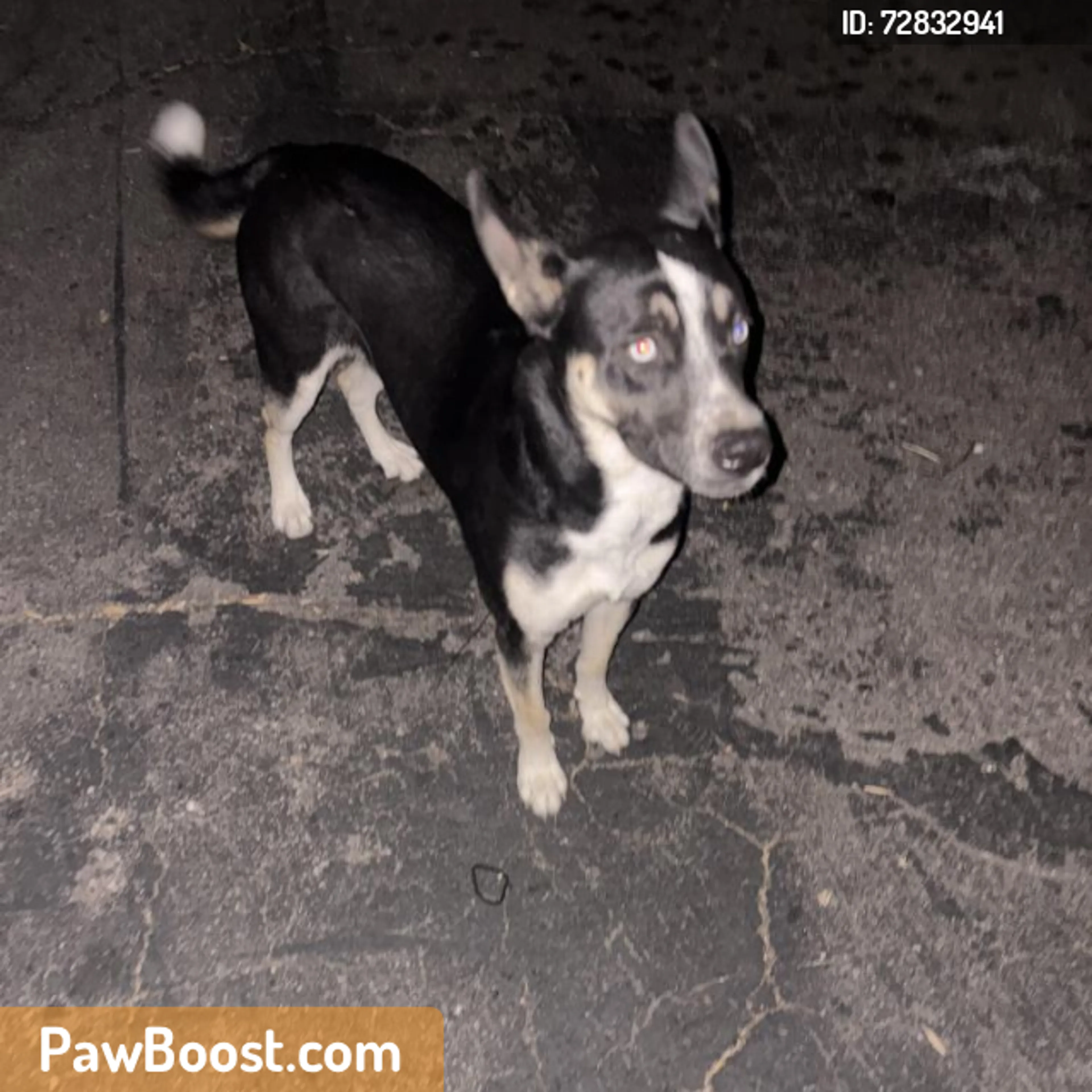 Found pet