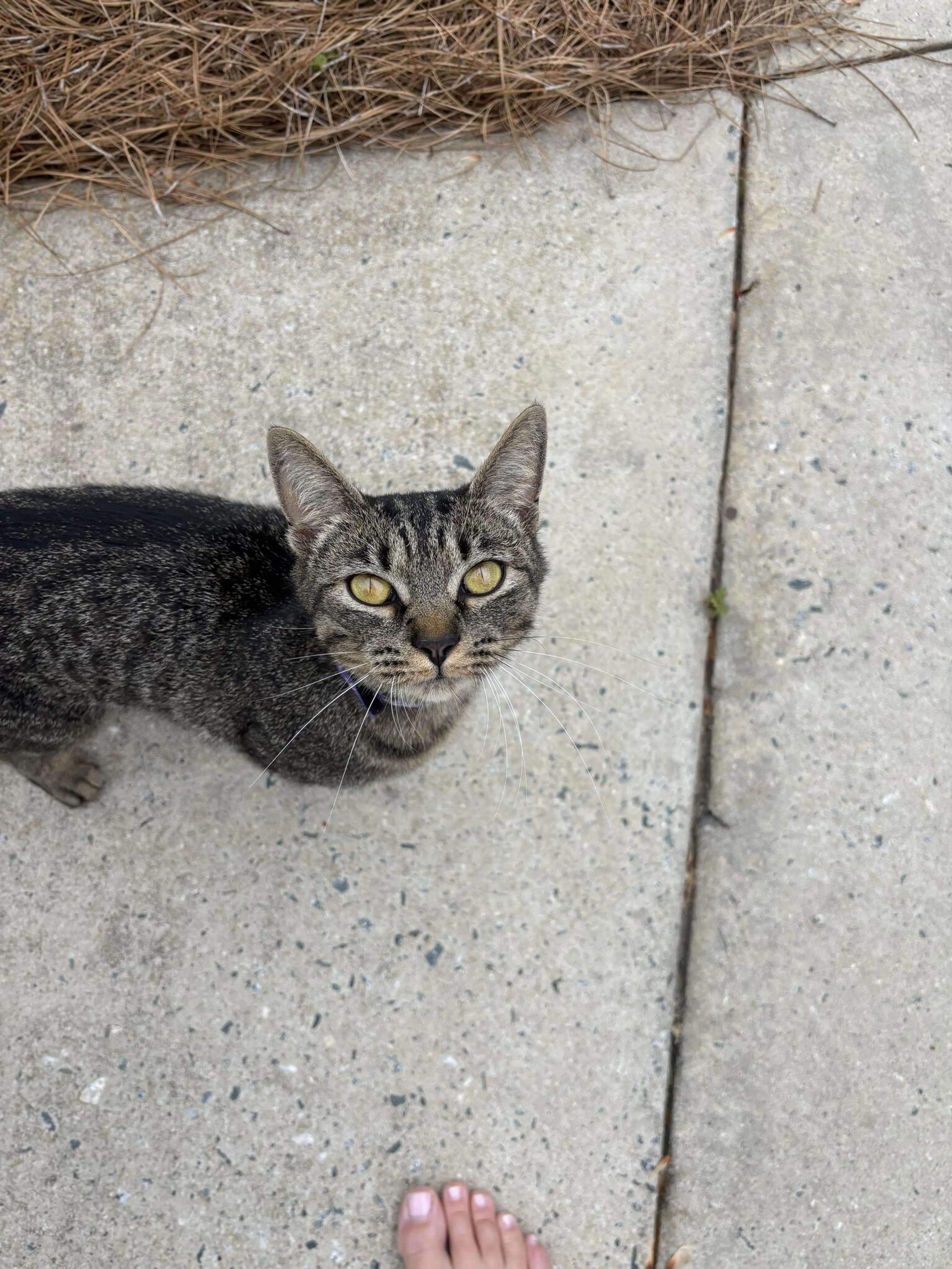 Found pet