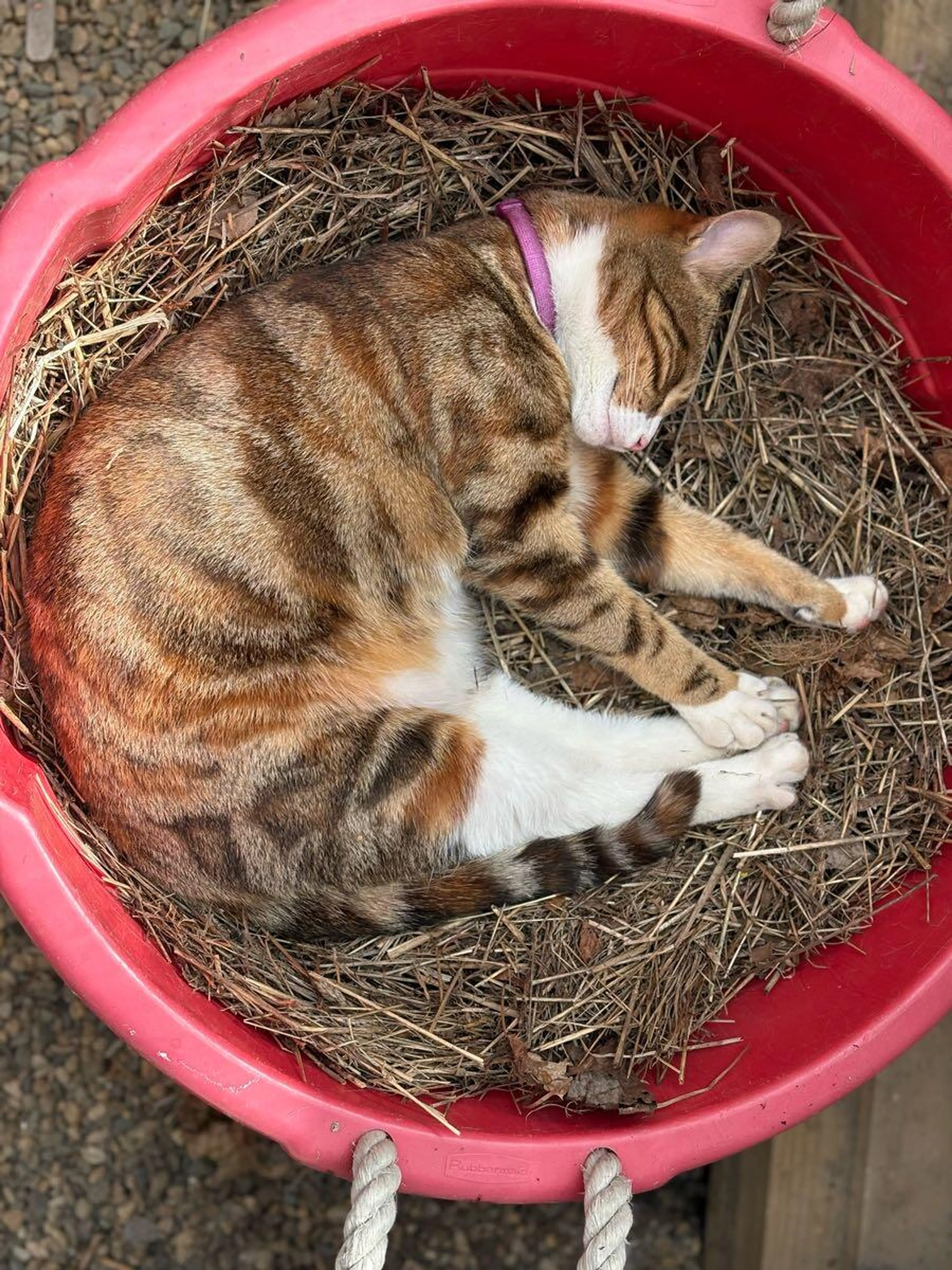 Lost pet