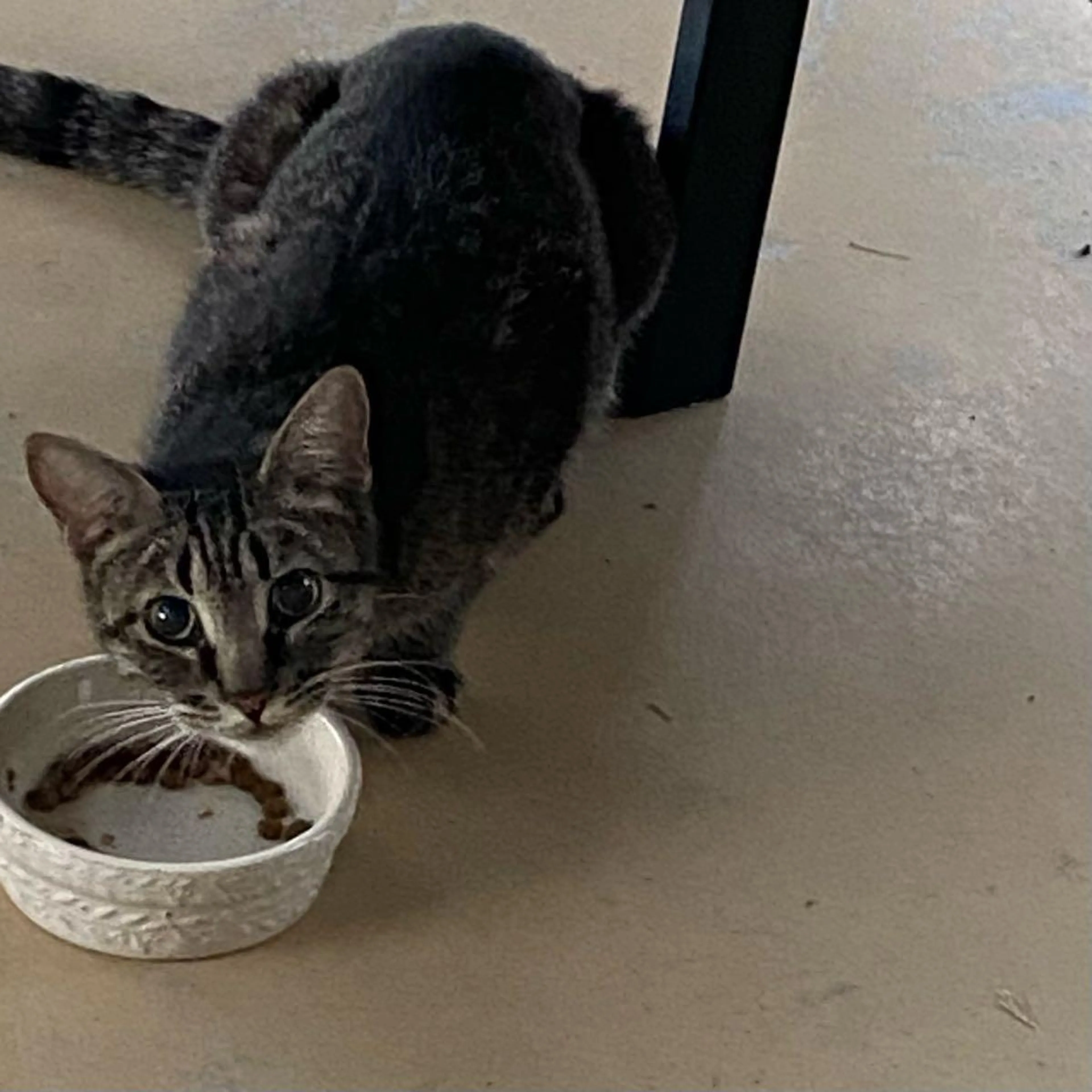 Found pet