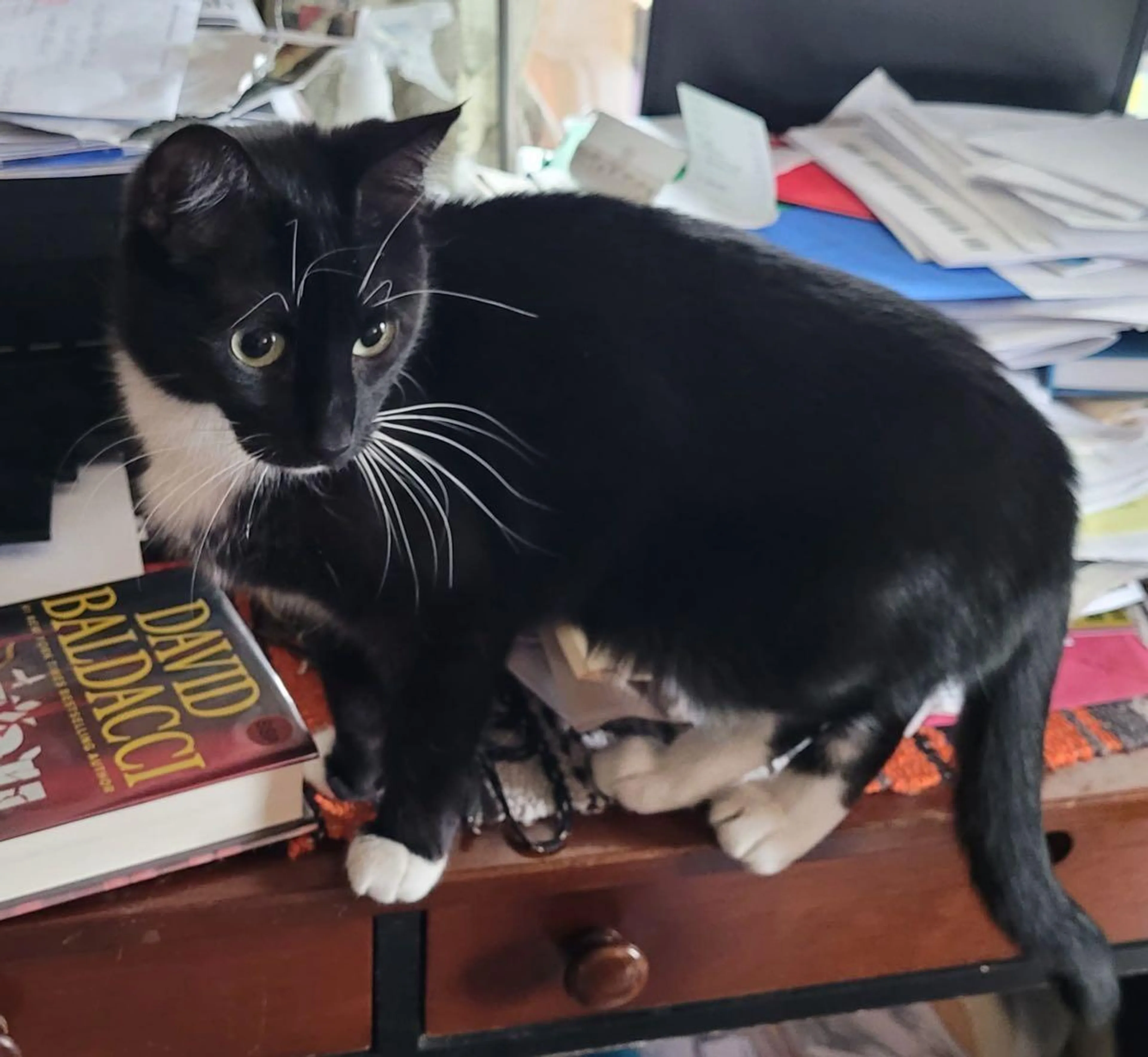 Lost pet