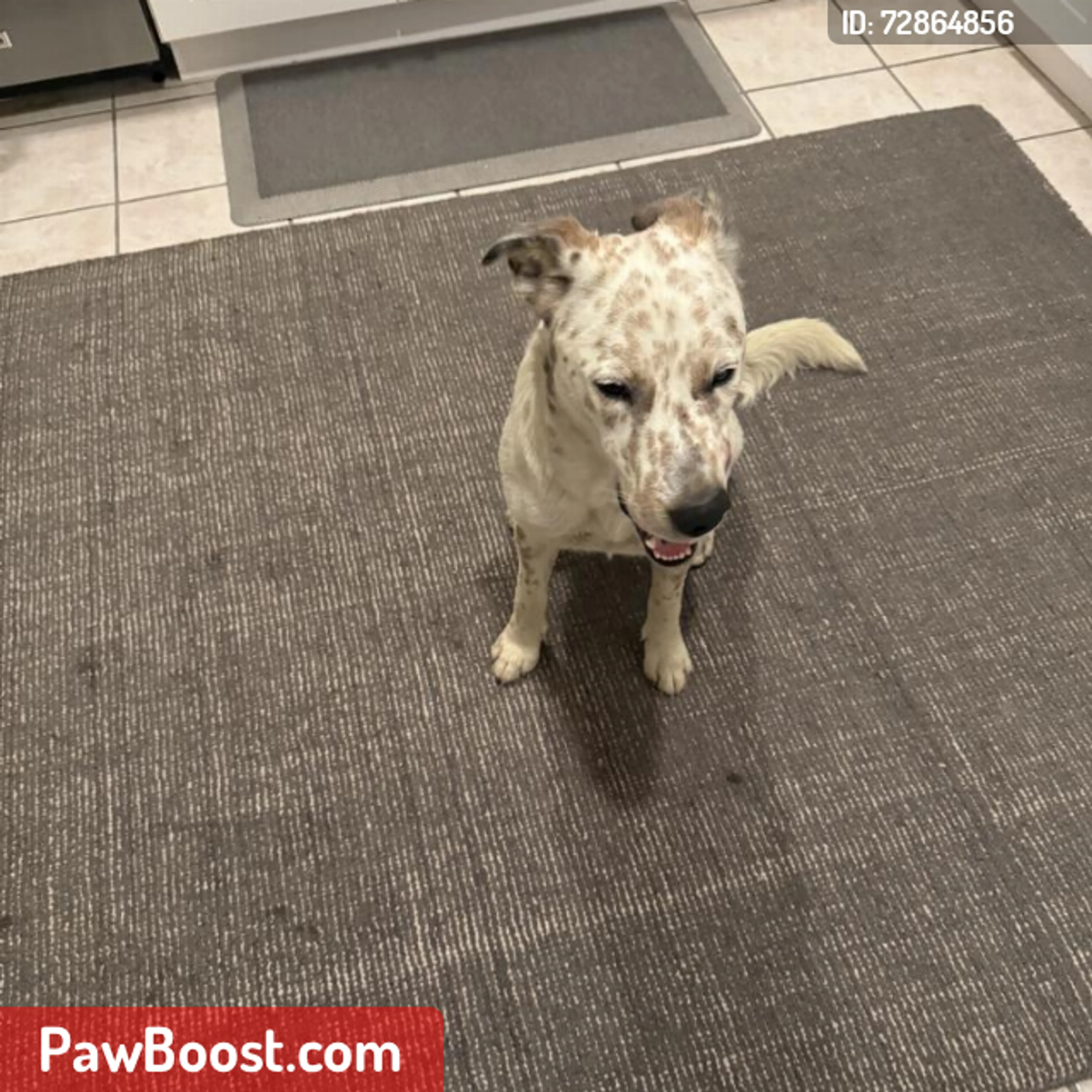 Lost pet