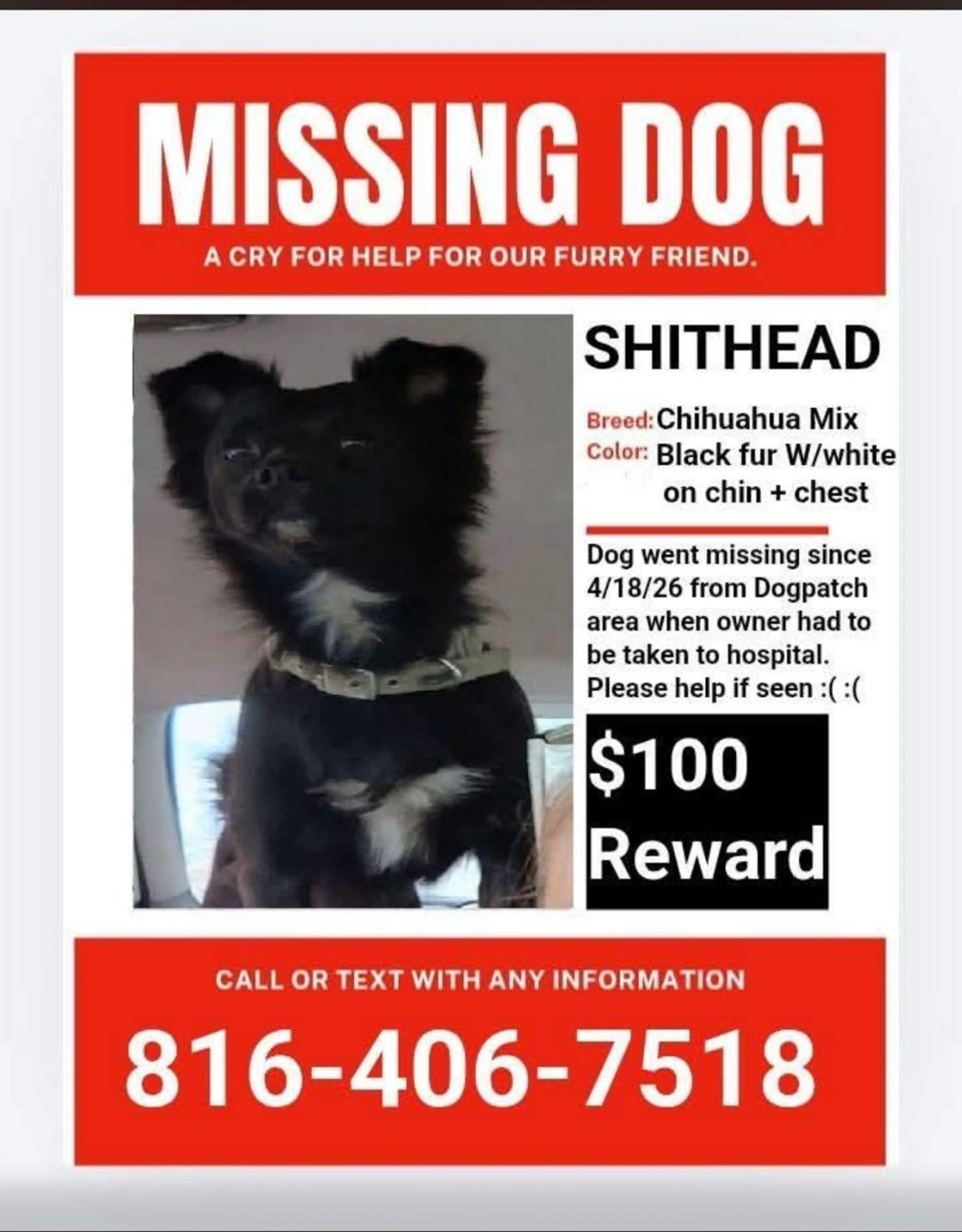 Lost pet