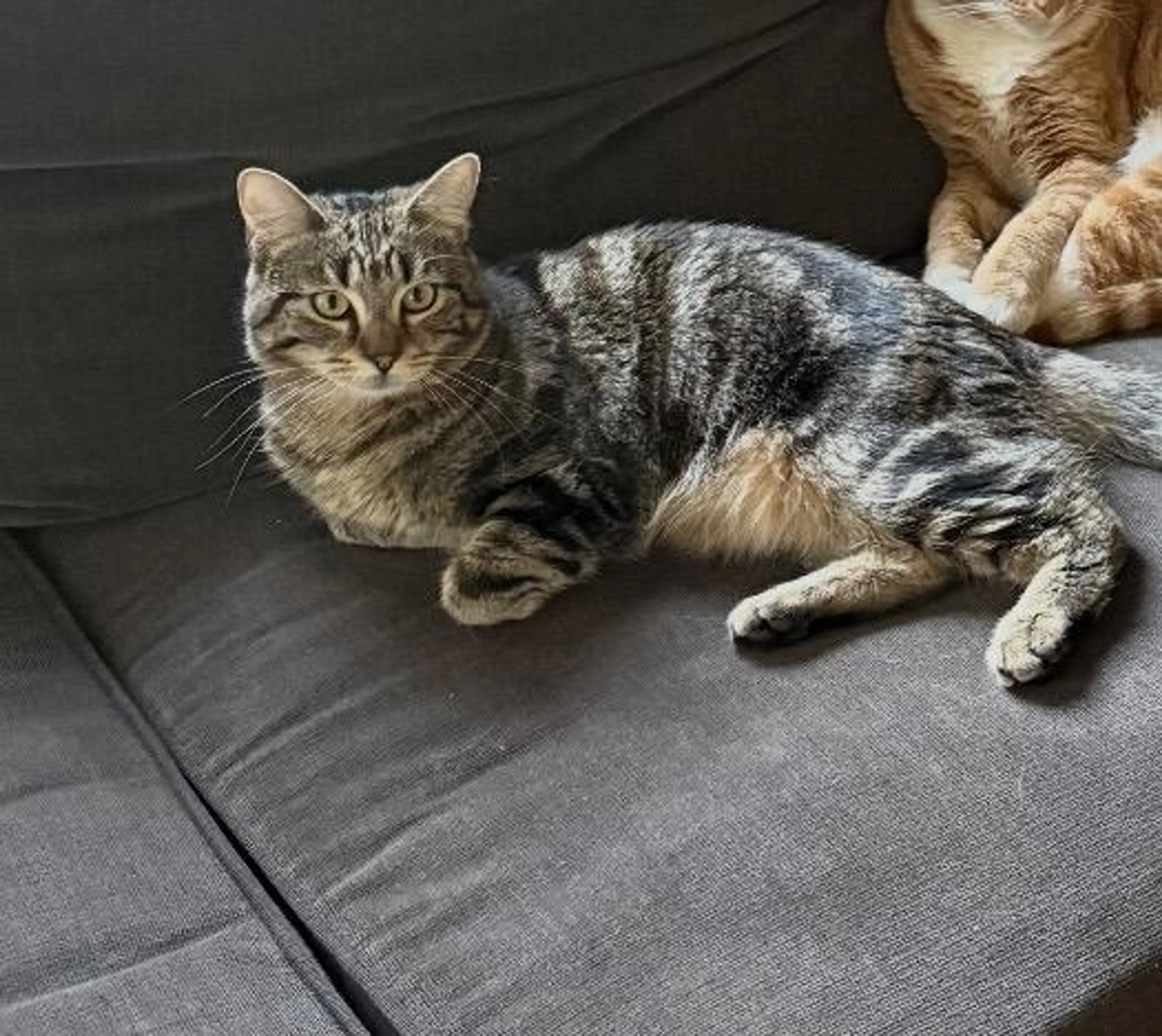 Lost pet