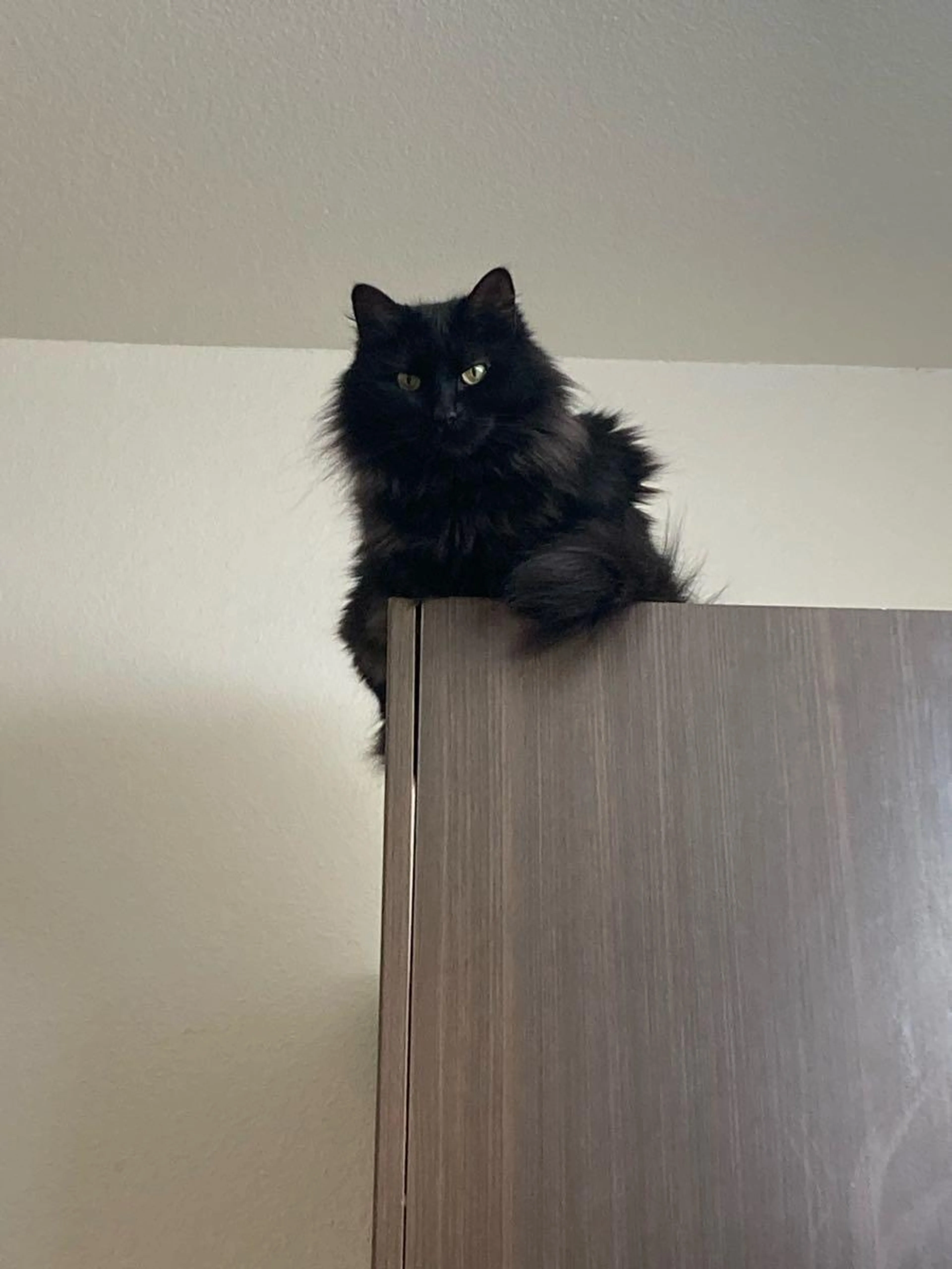 Lost pet