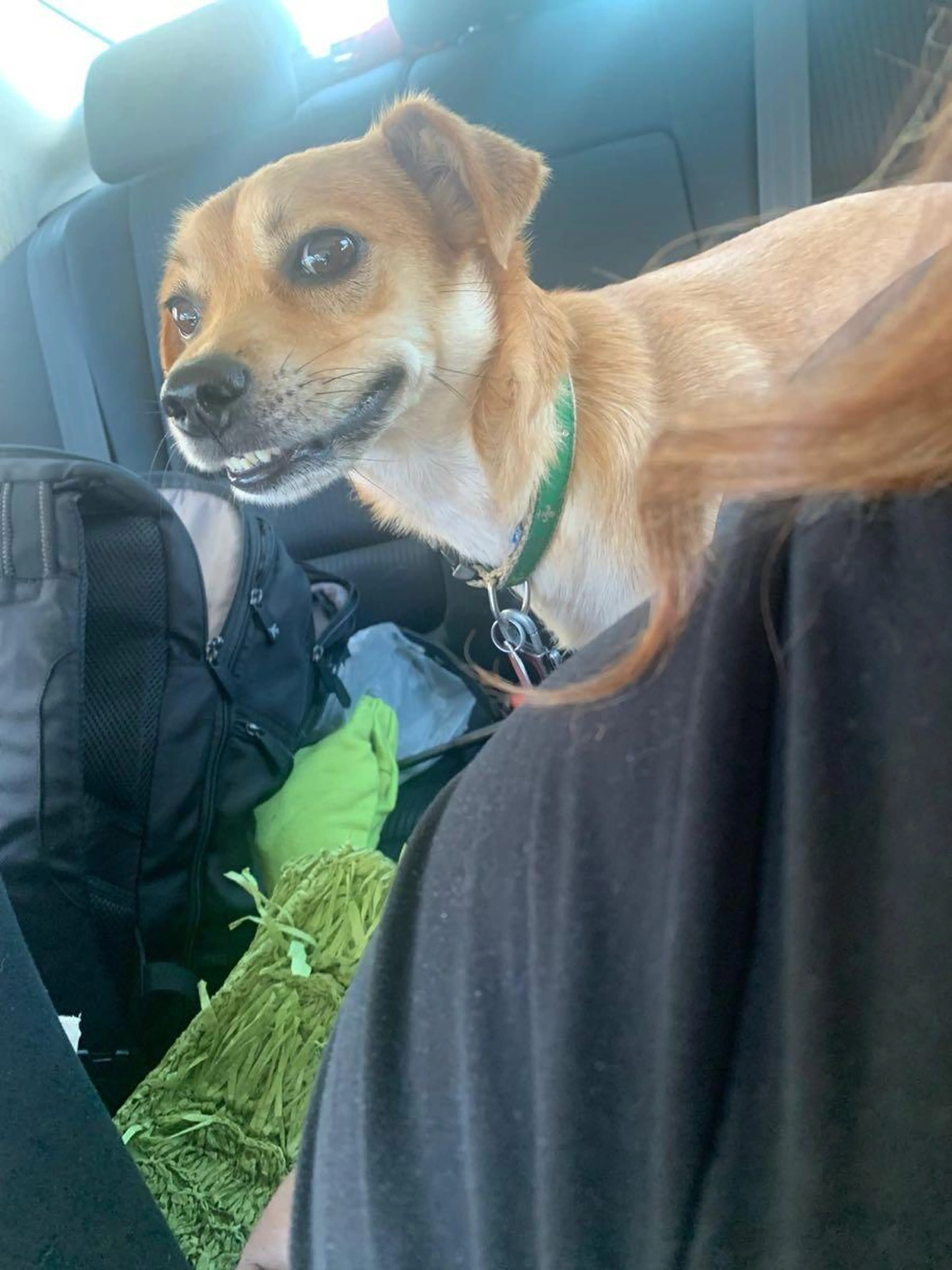 Lost pet