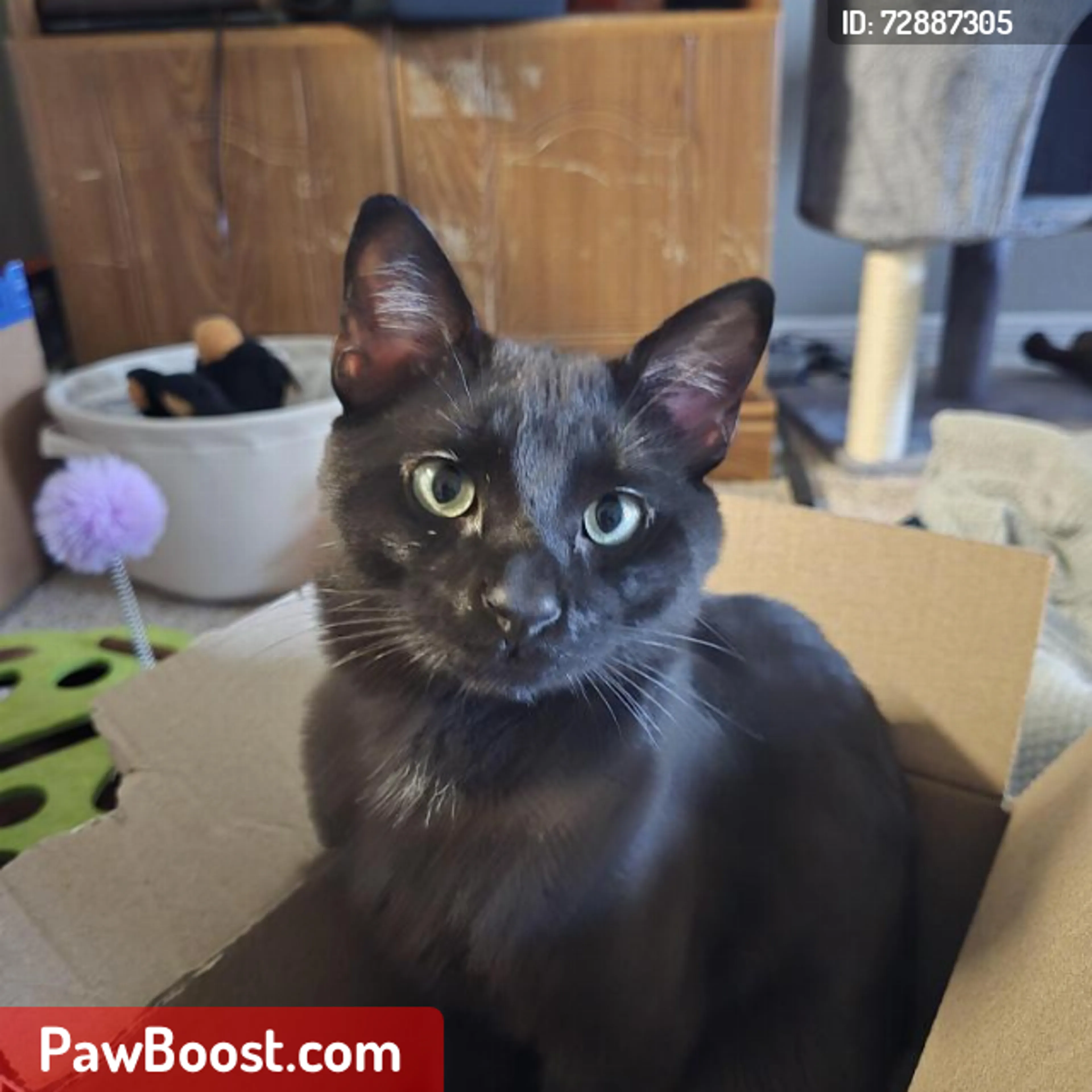 Lost pet