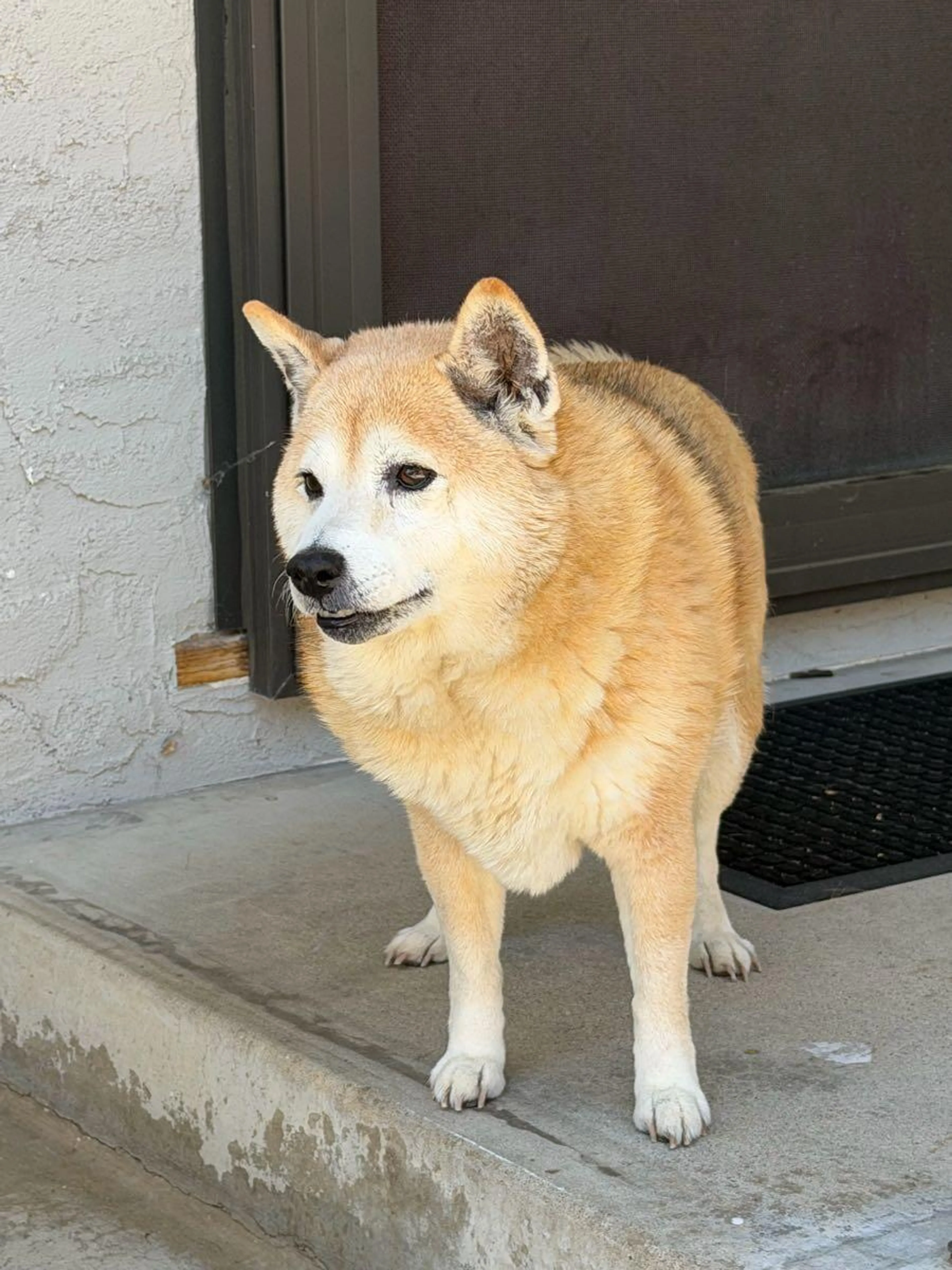 Found pet