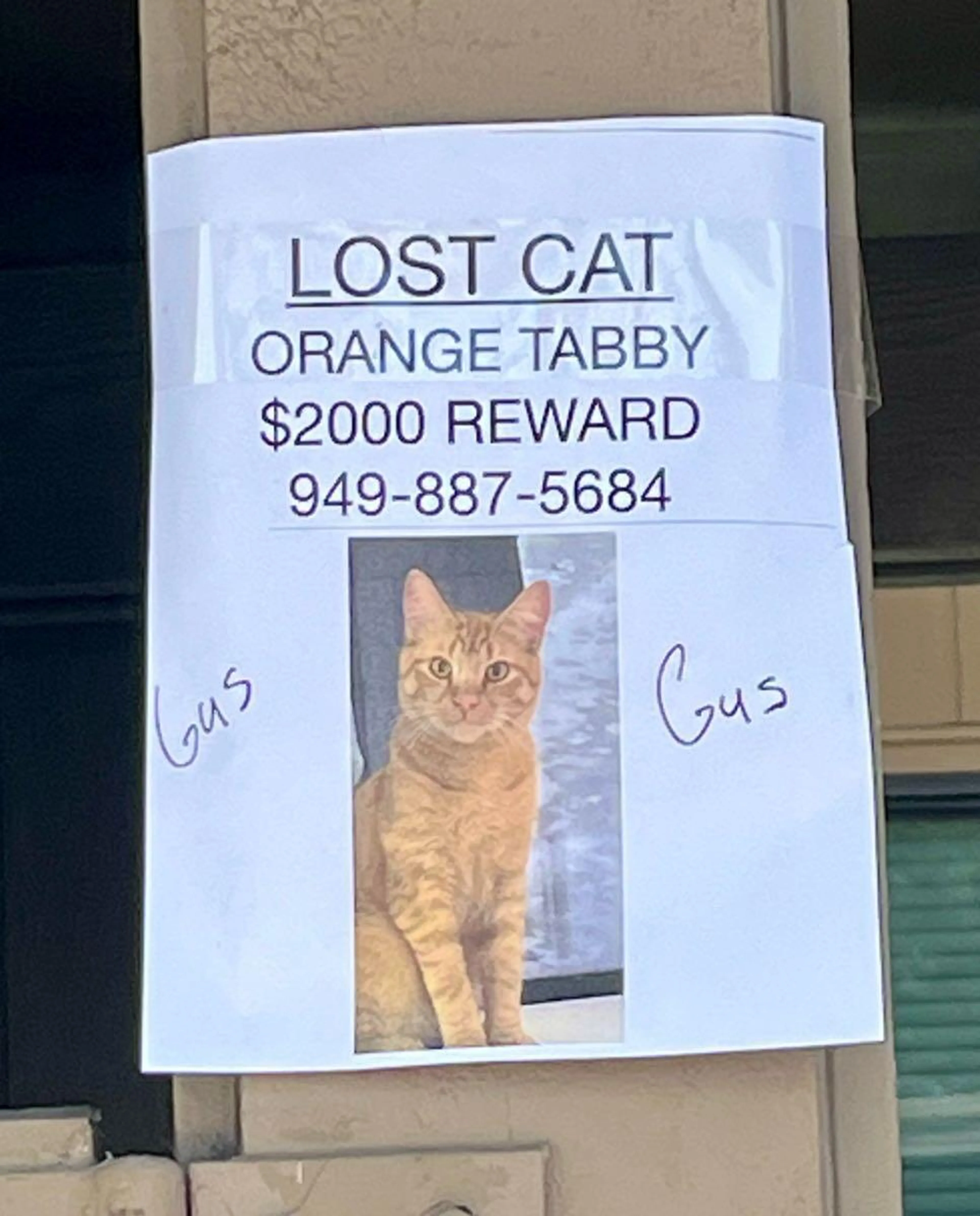 Lost pet