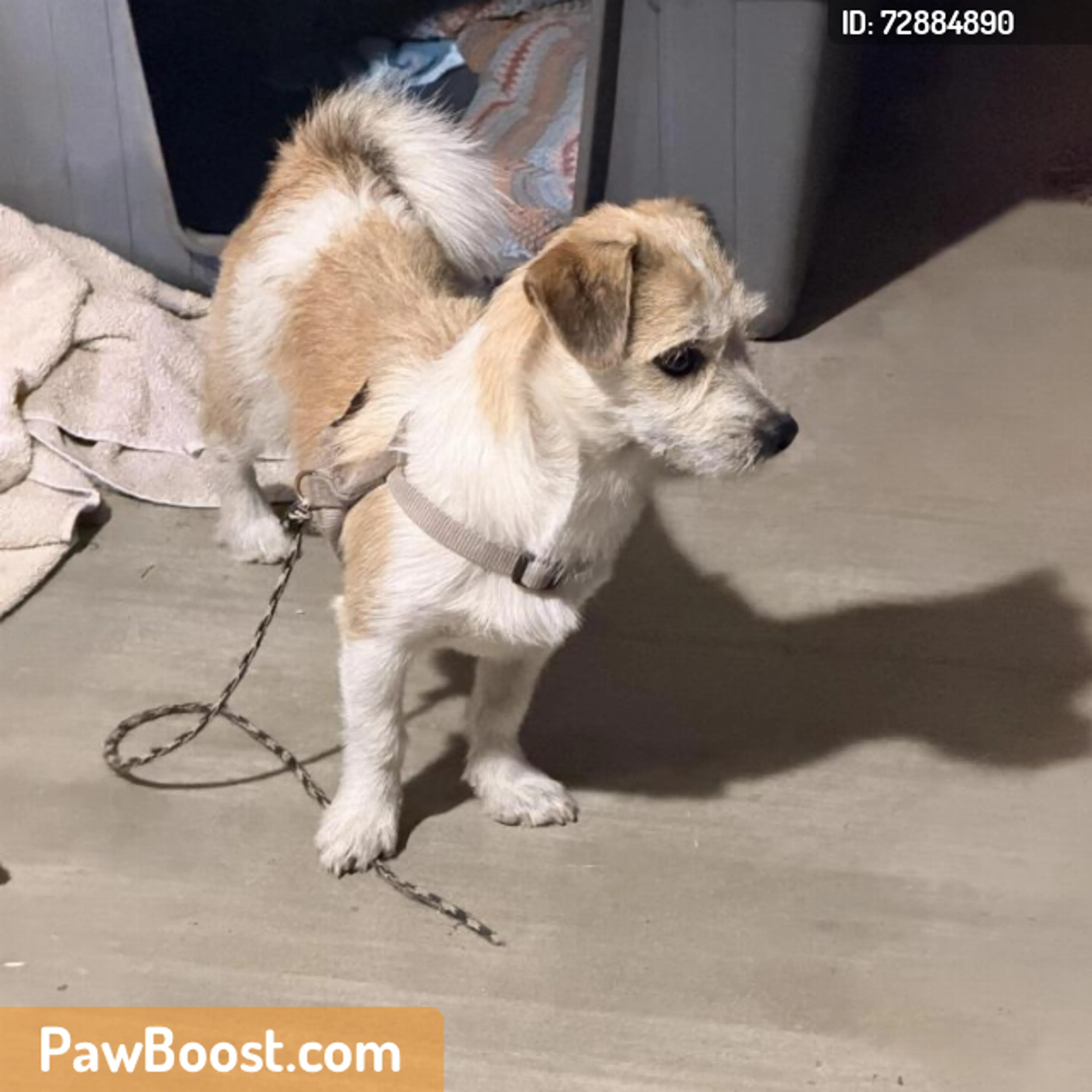 Found pet