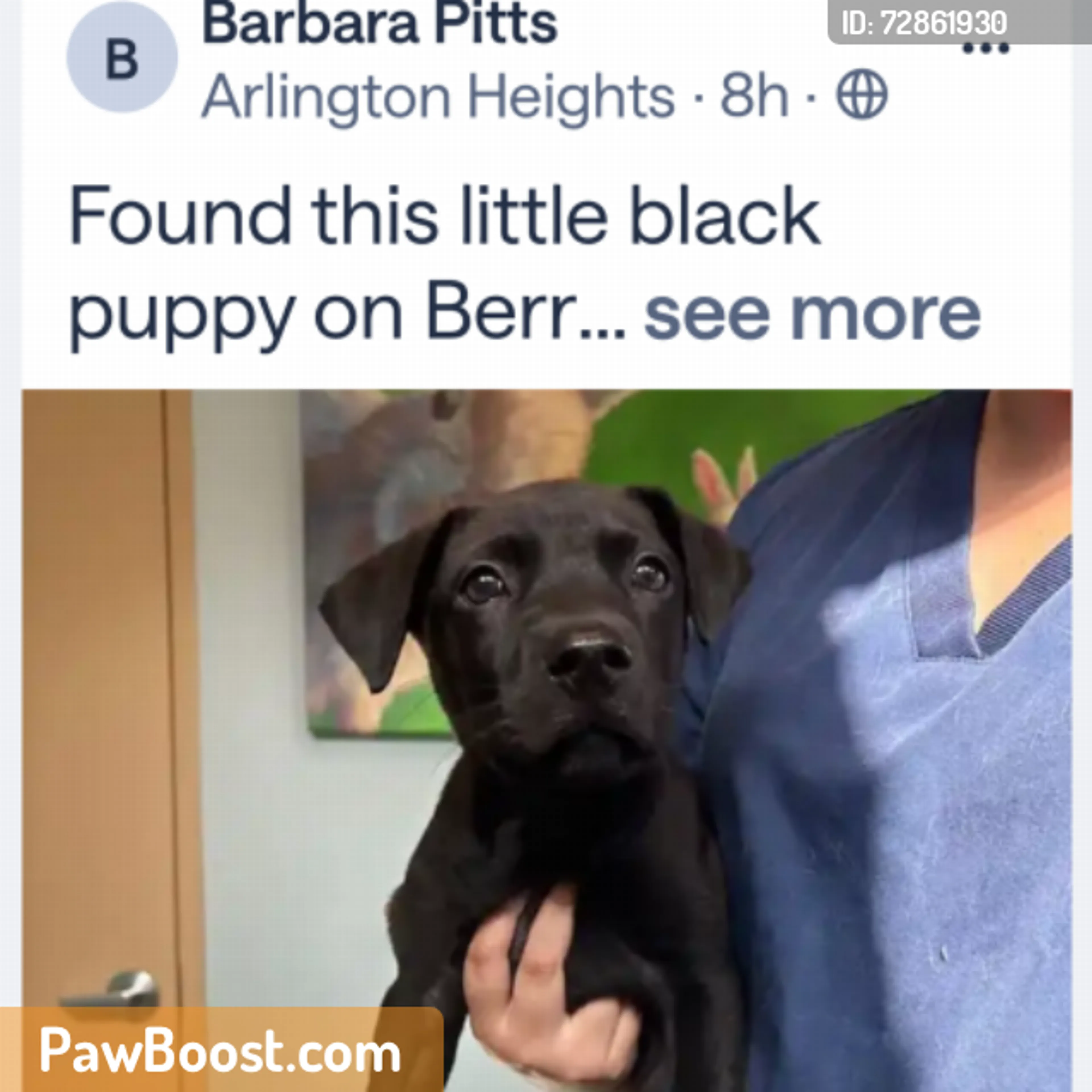 Found pet