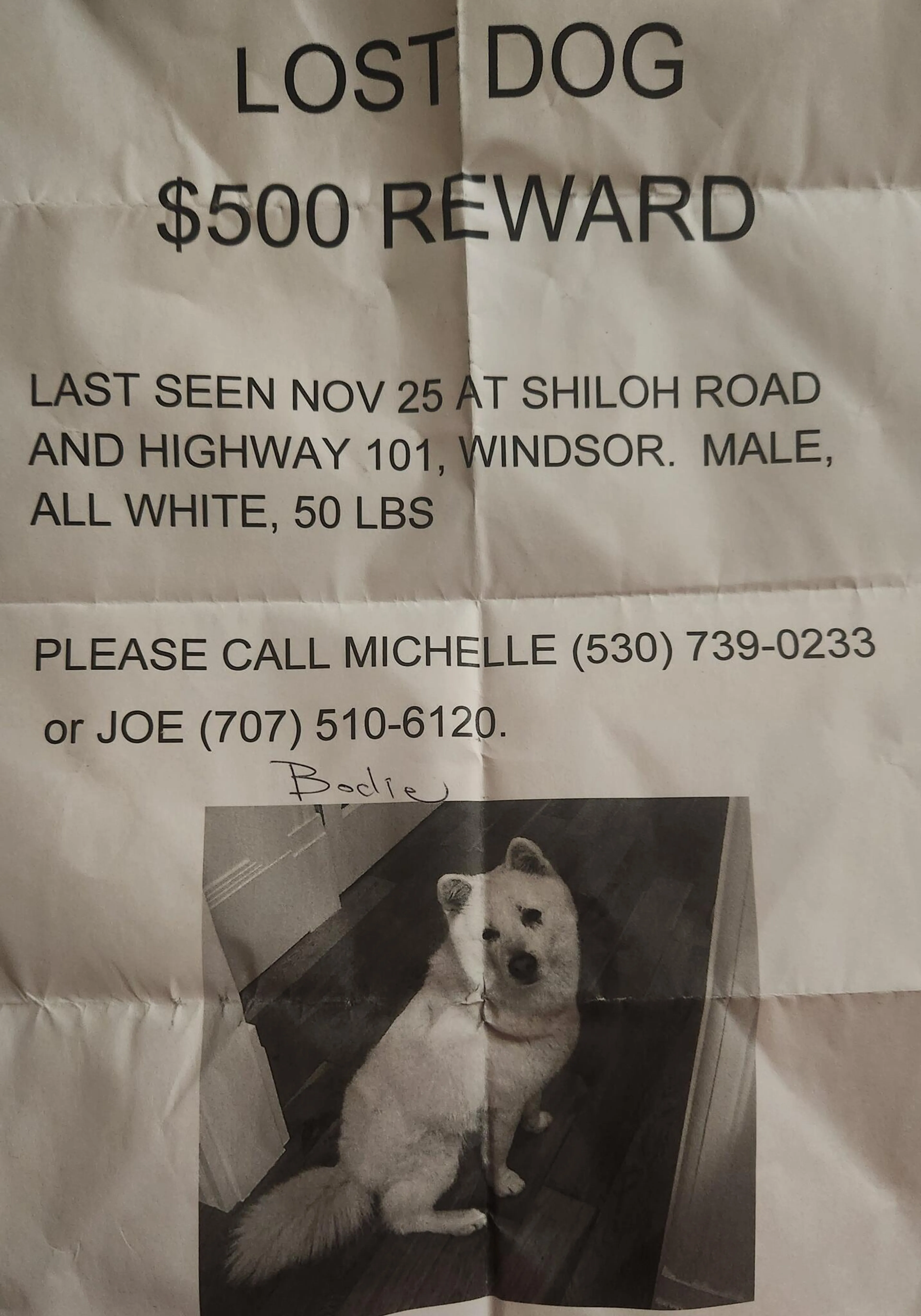 Lost pet