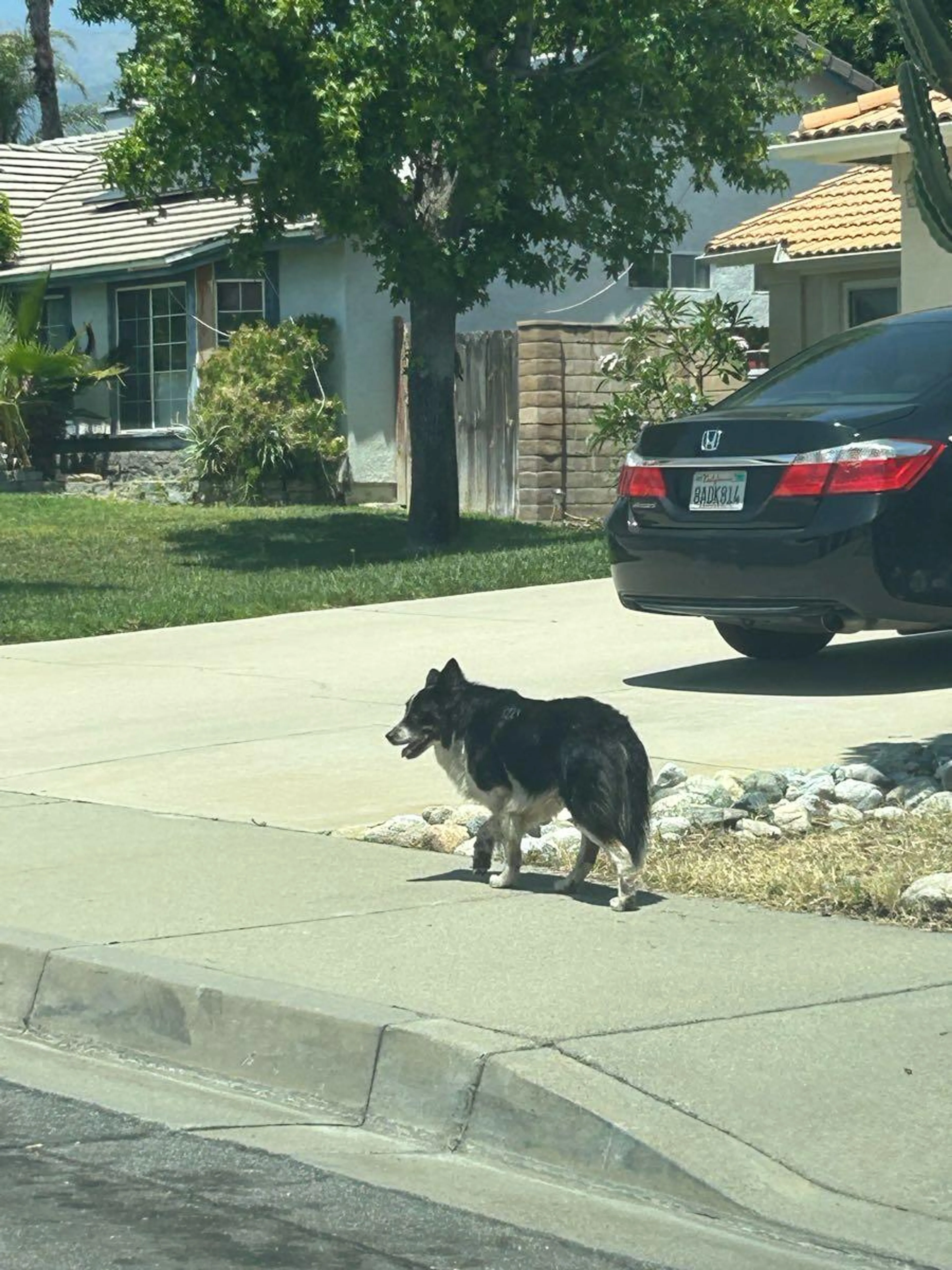 Found pet