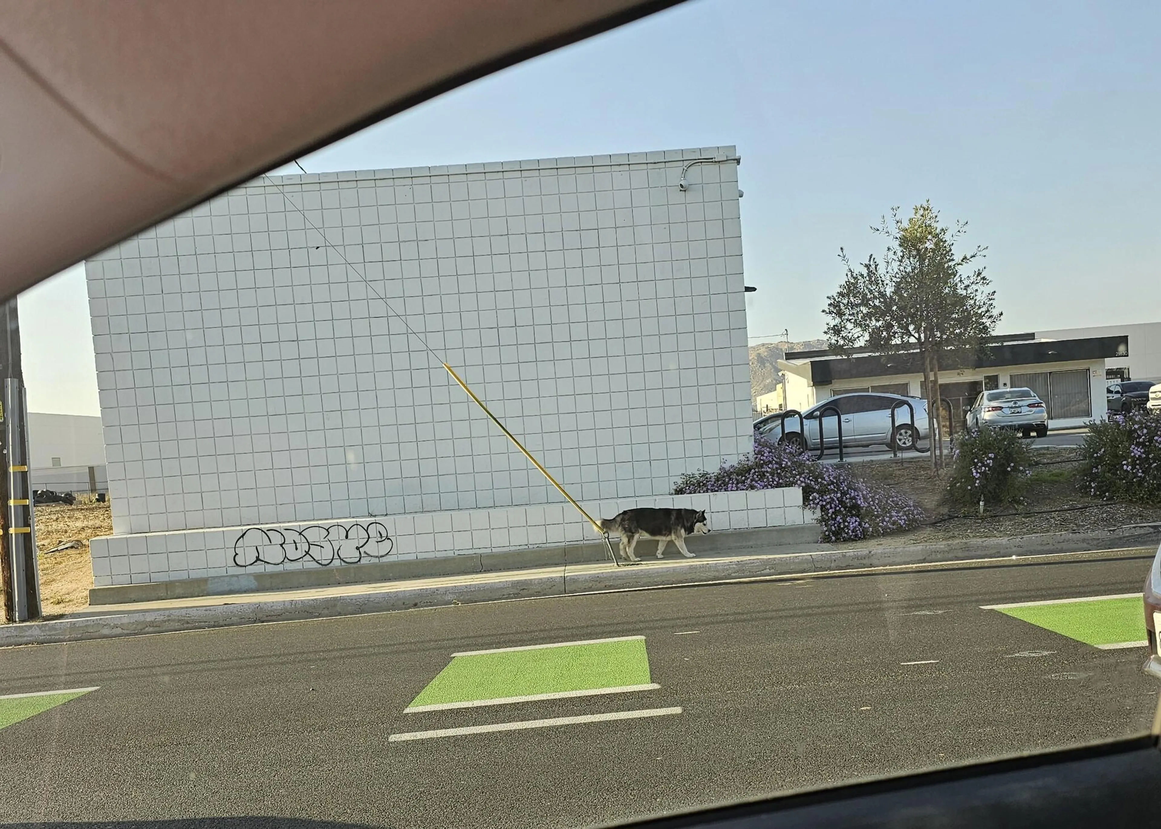 Found pet