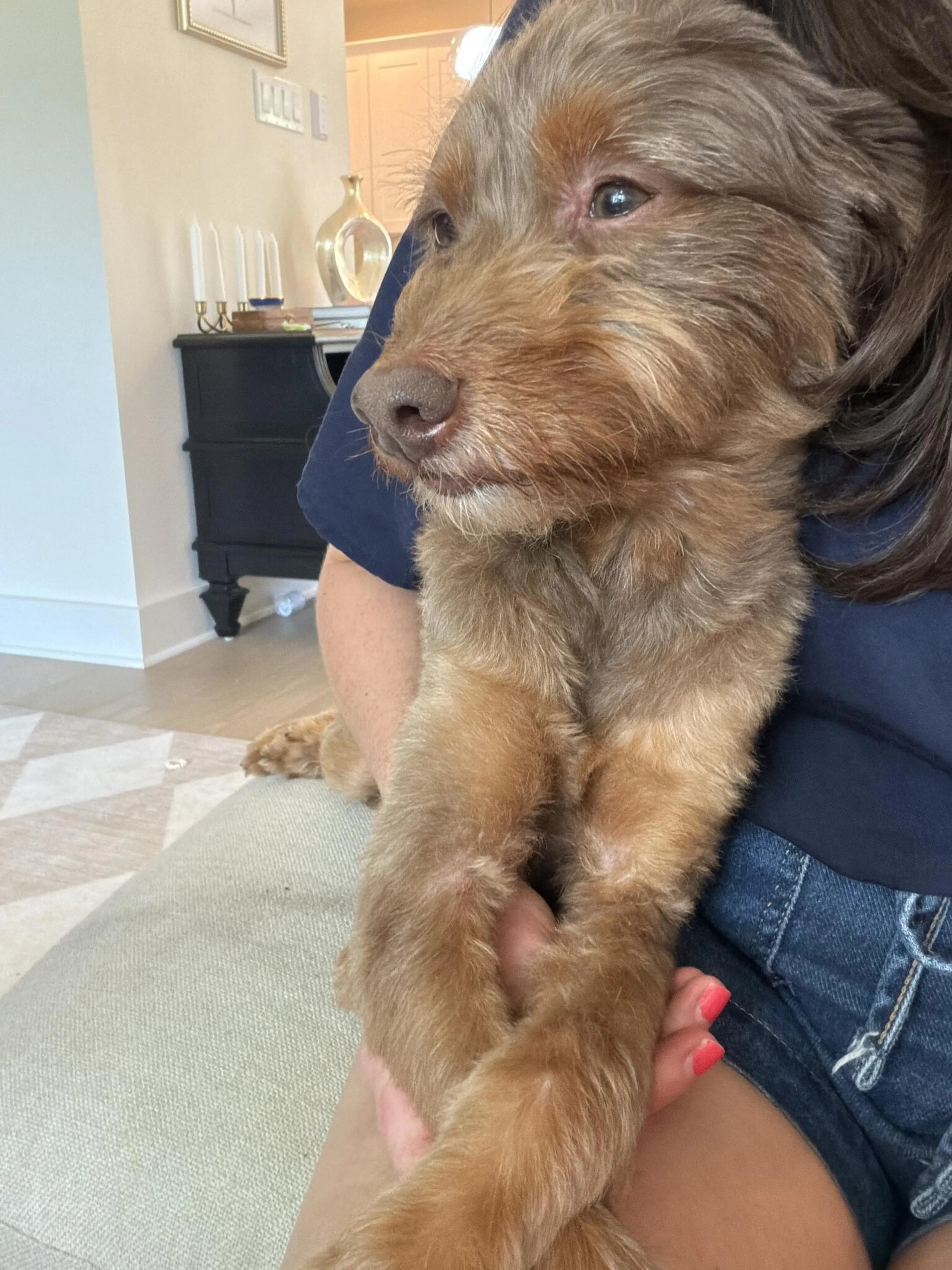 Lost pet