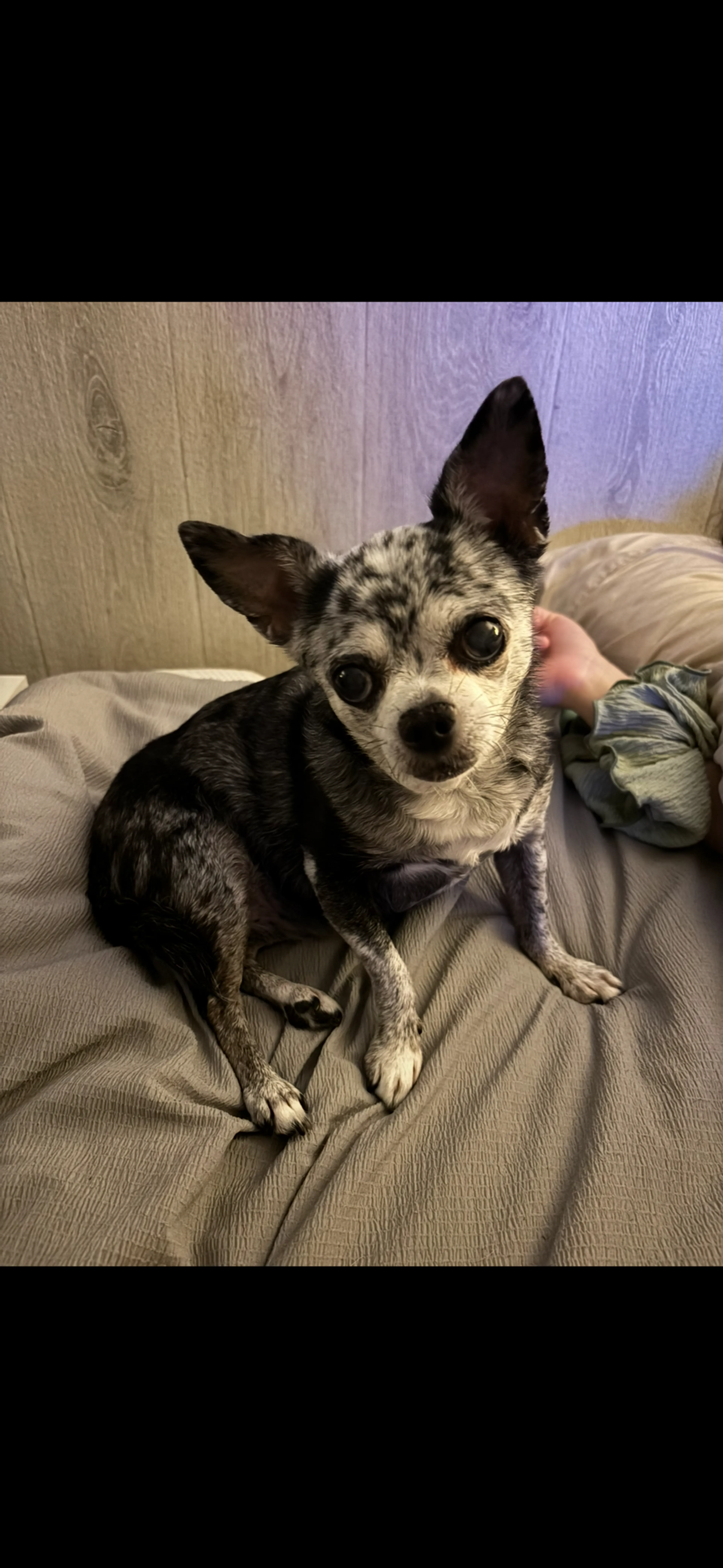 Lost pet