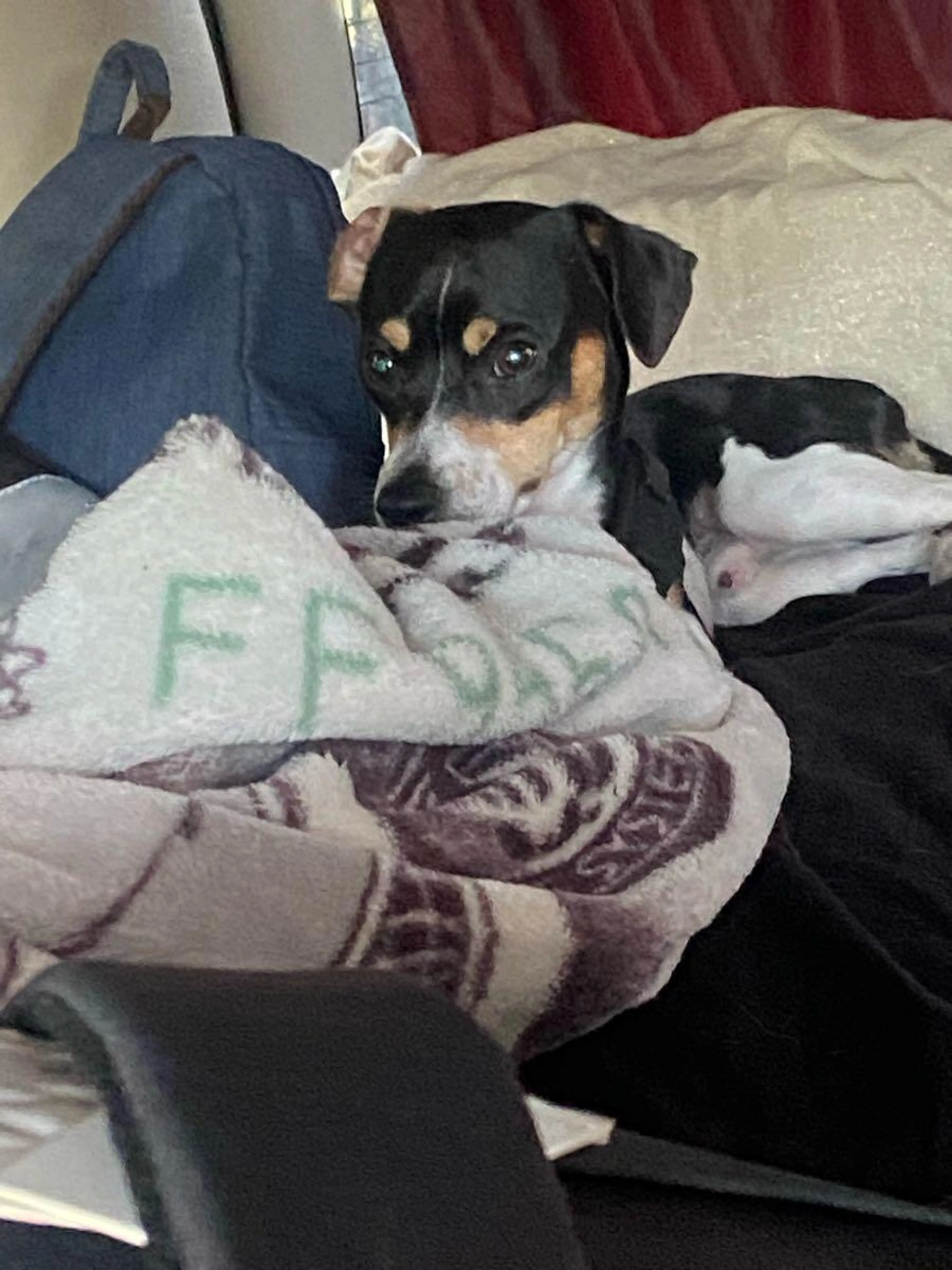Lost pet