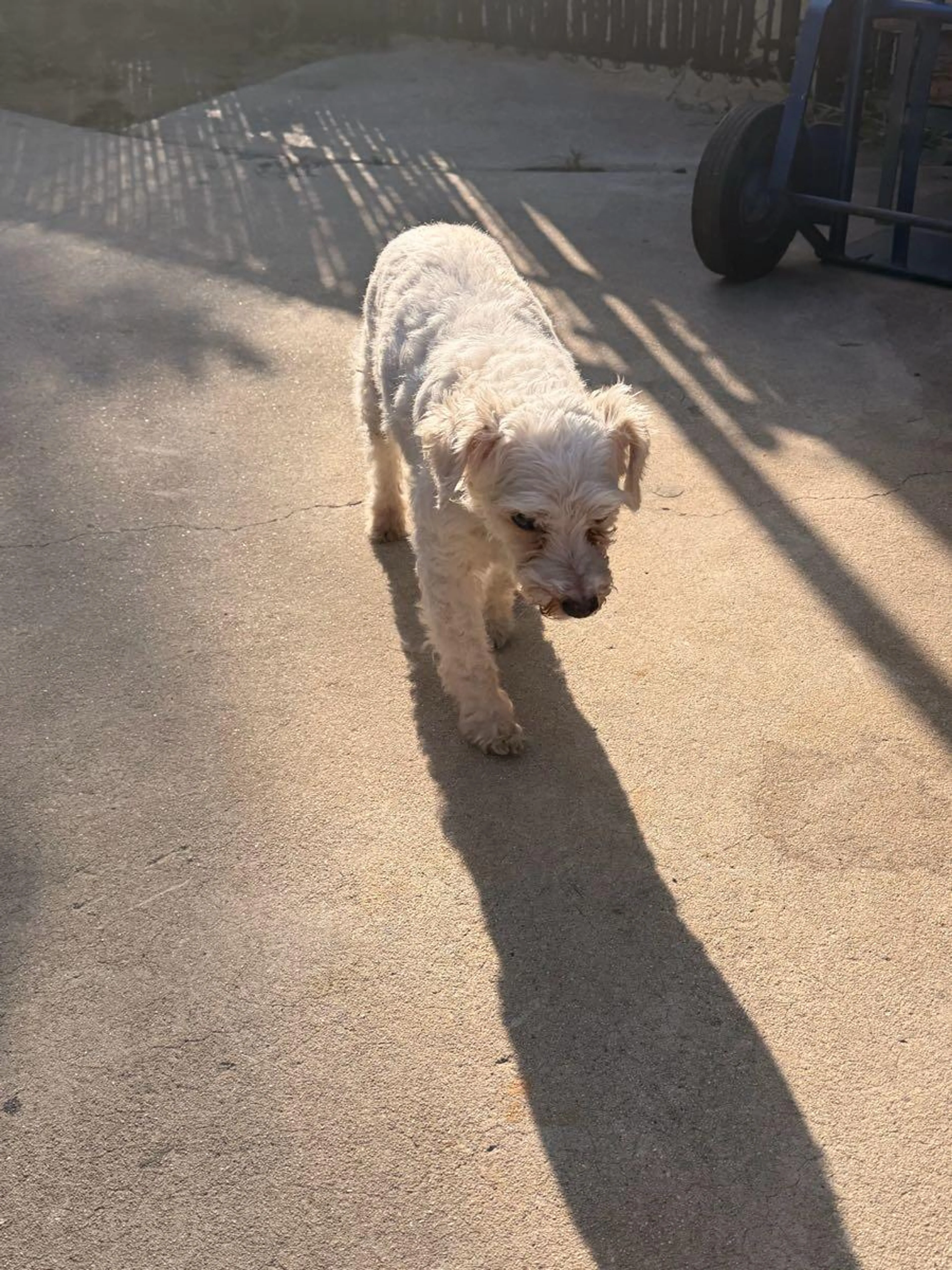 Found pet